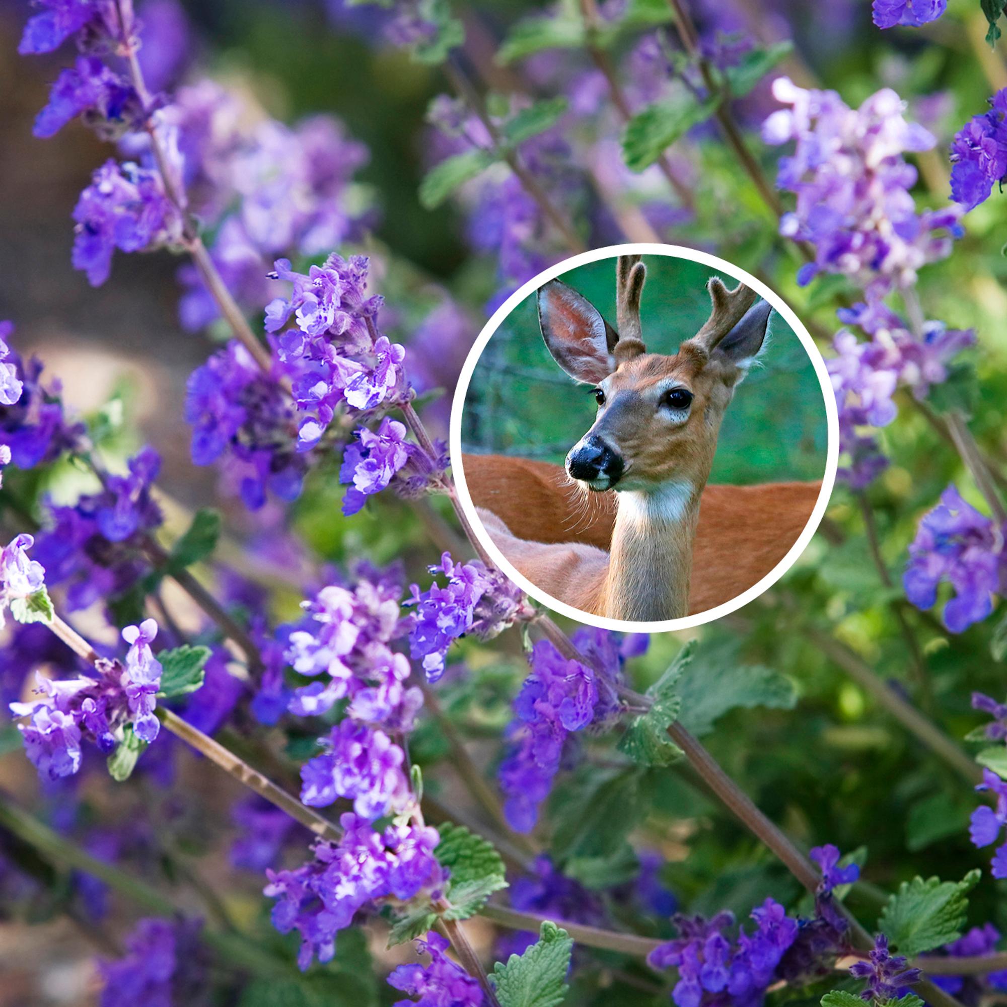 Deer in your garden? Discover 20 plants the uninvited guest avoids!
