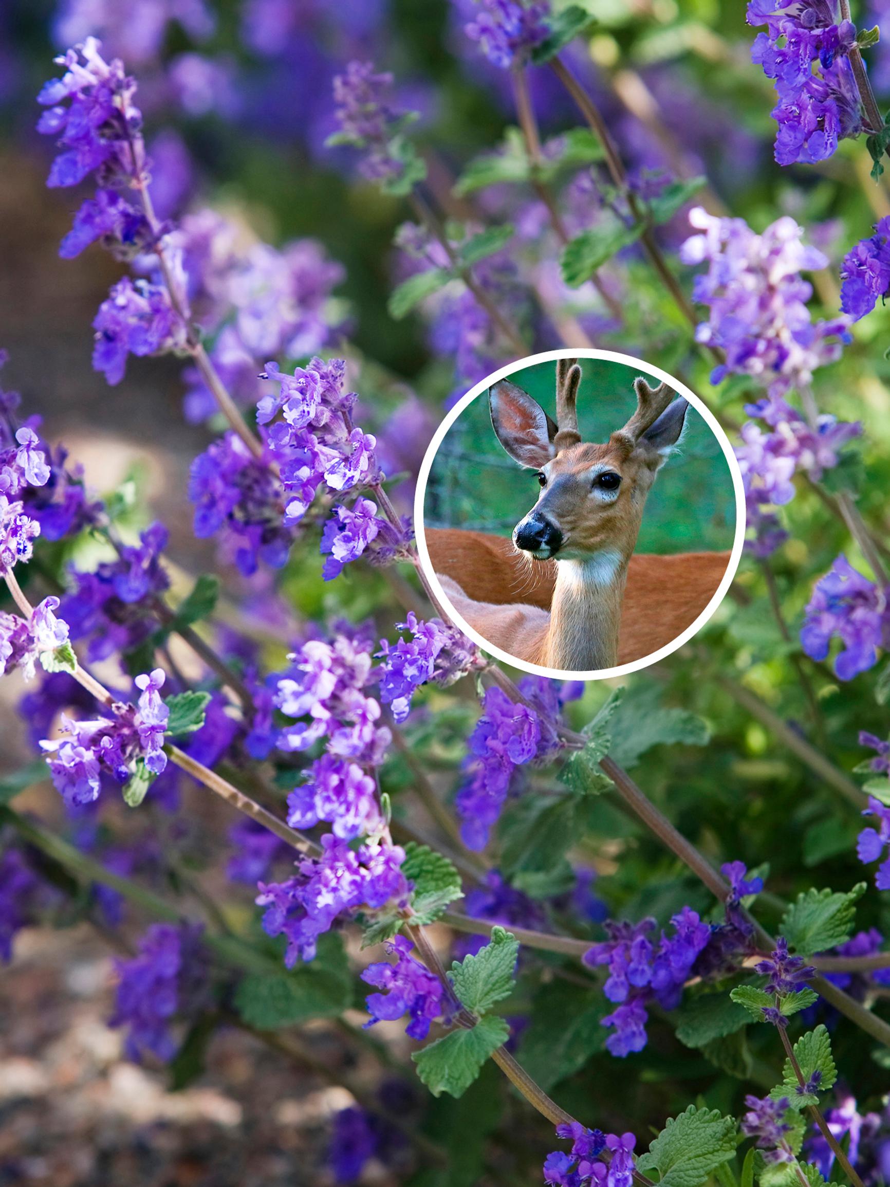 Deer in your garden? Discover 20 plants the uninvited guest avoids!