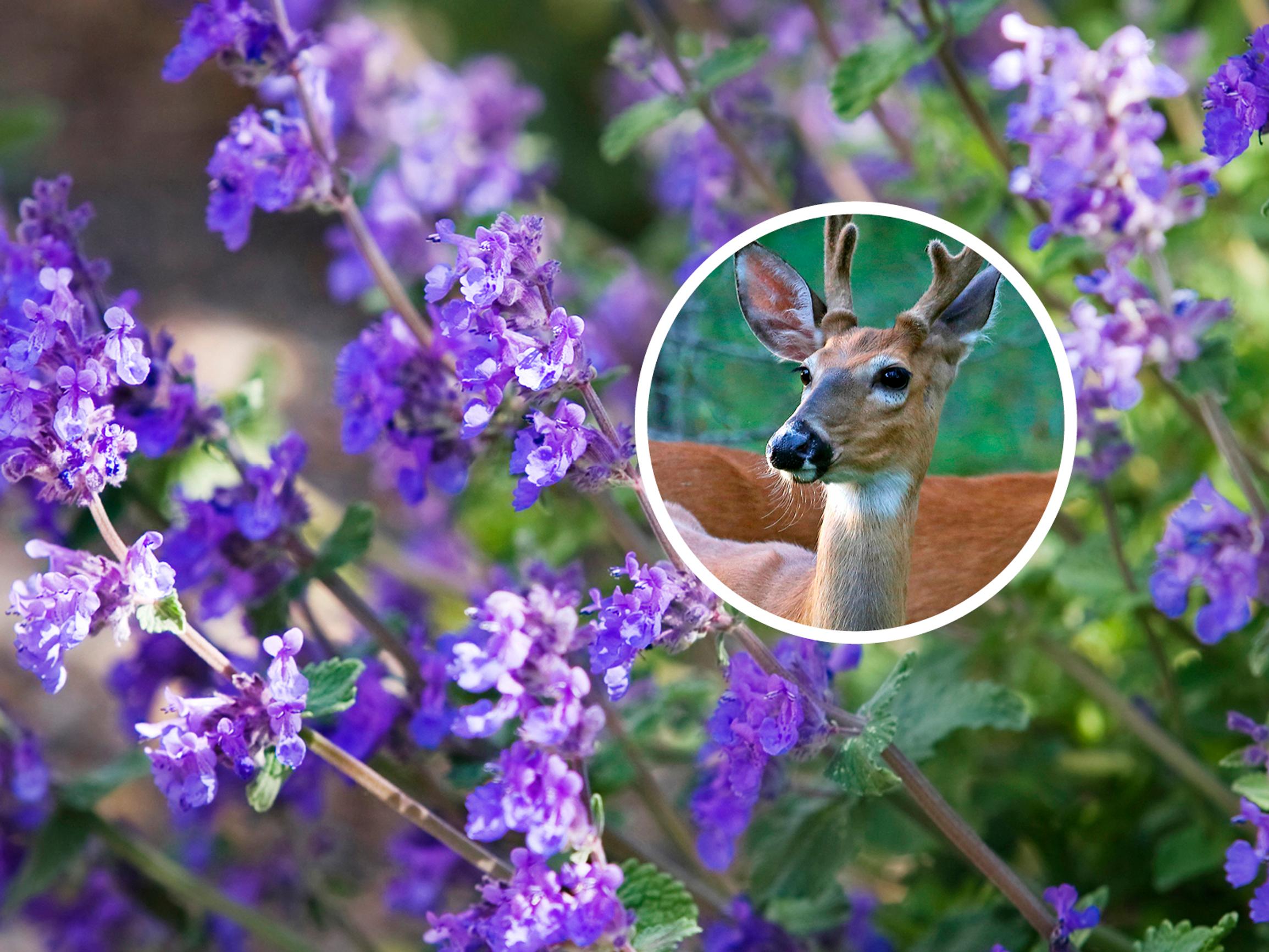 Deer in your garden? Discover 20 plants the uninvited guest avoids!