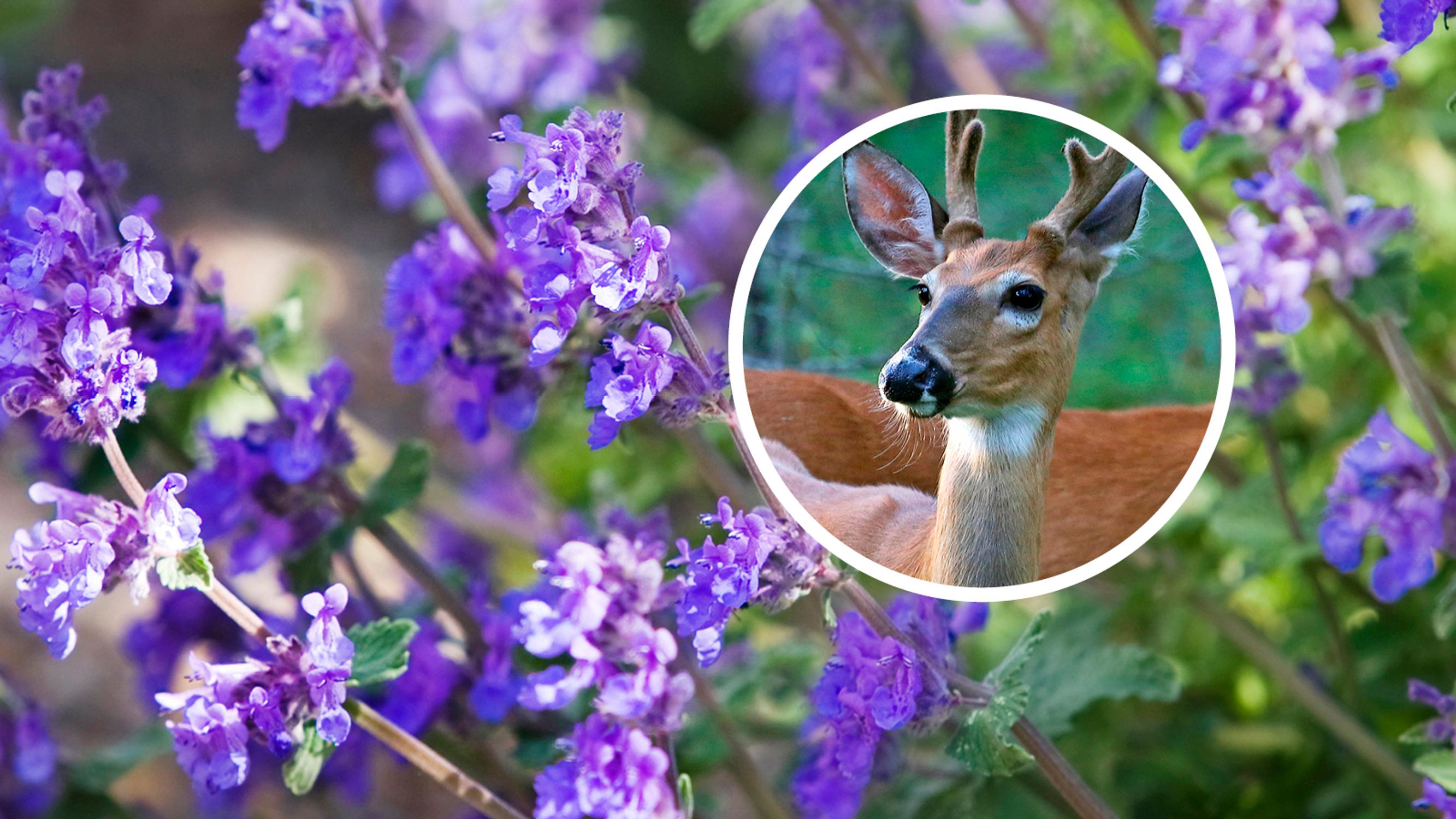 Deer in your garden? Discover 20 plants the uninvited guest avoids!