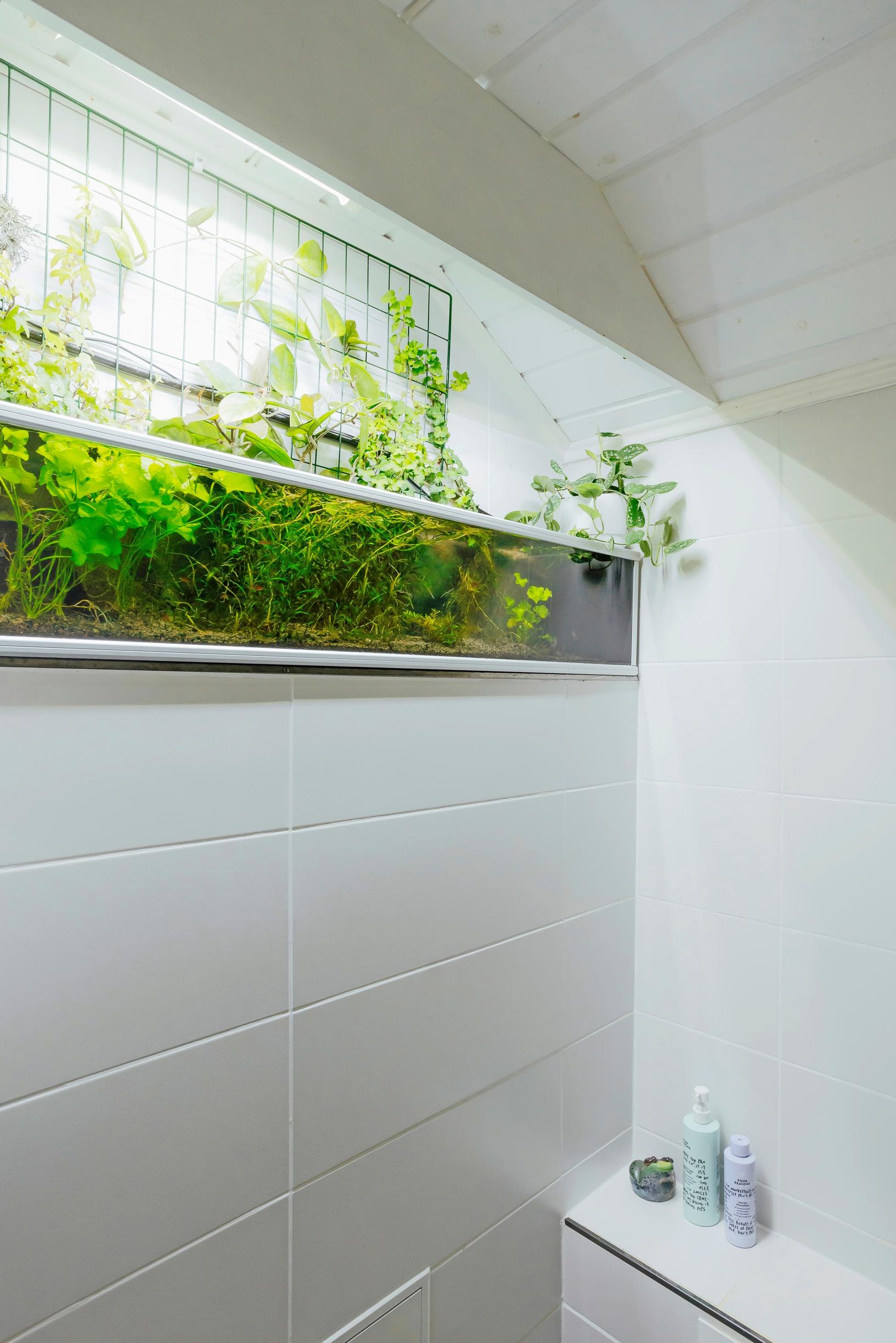 Photo of the aquarium located in the bathroom.