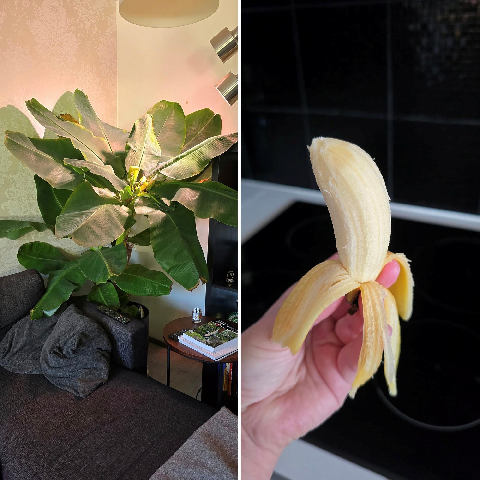 Fresh bananas from the living room—Satu’s houseplant did the unexpected!