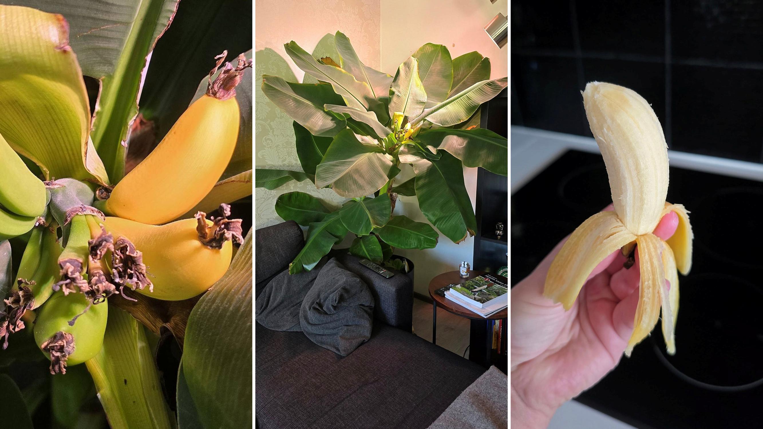 Fresh bananas from the living room—Satu’s houseplant did the unexpected!