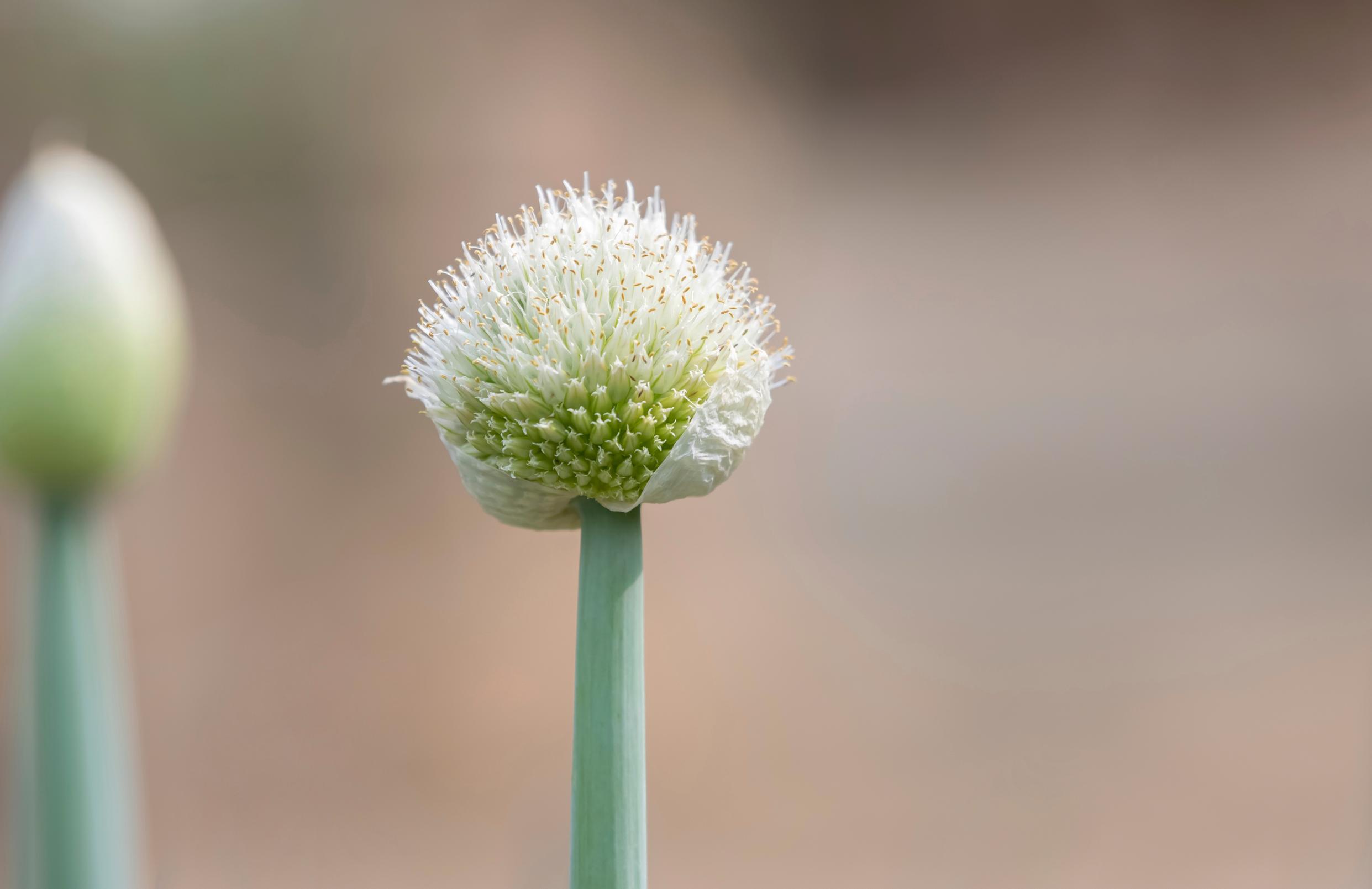 Leek flower head