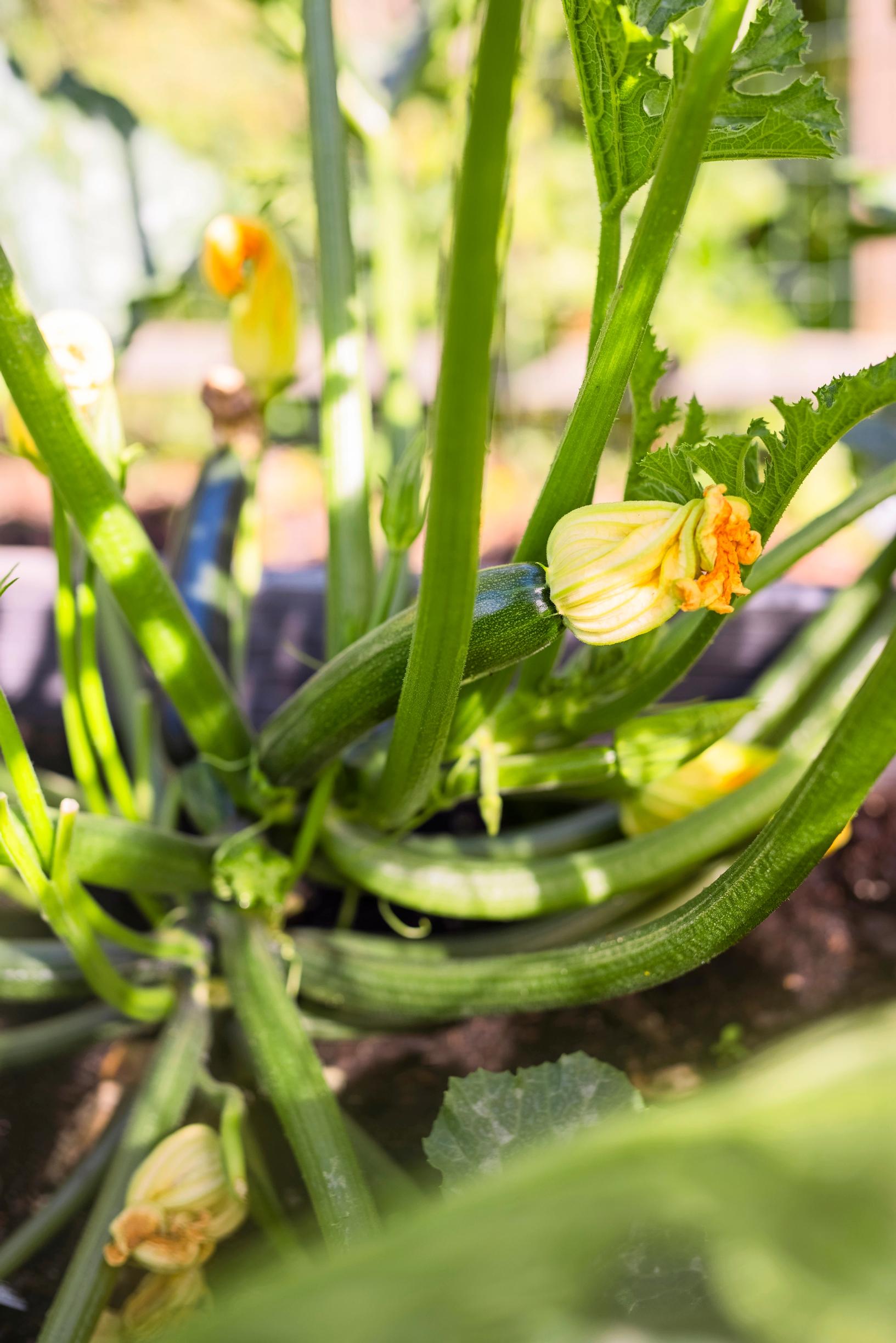 zucchini lungo di firenze