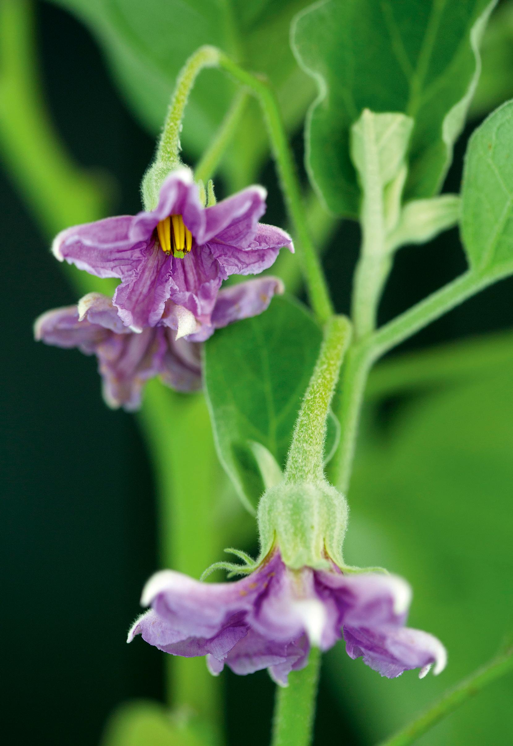 Purple eggplant flowers