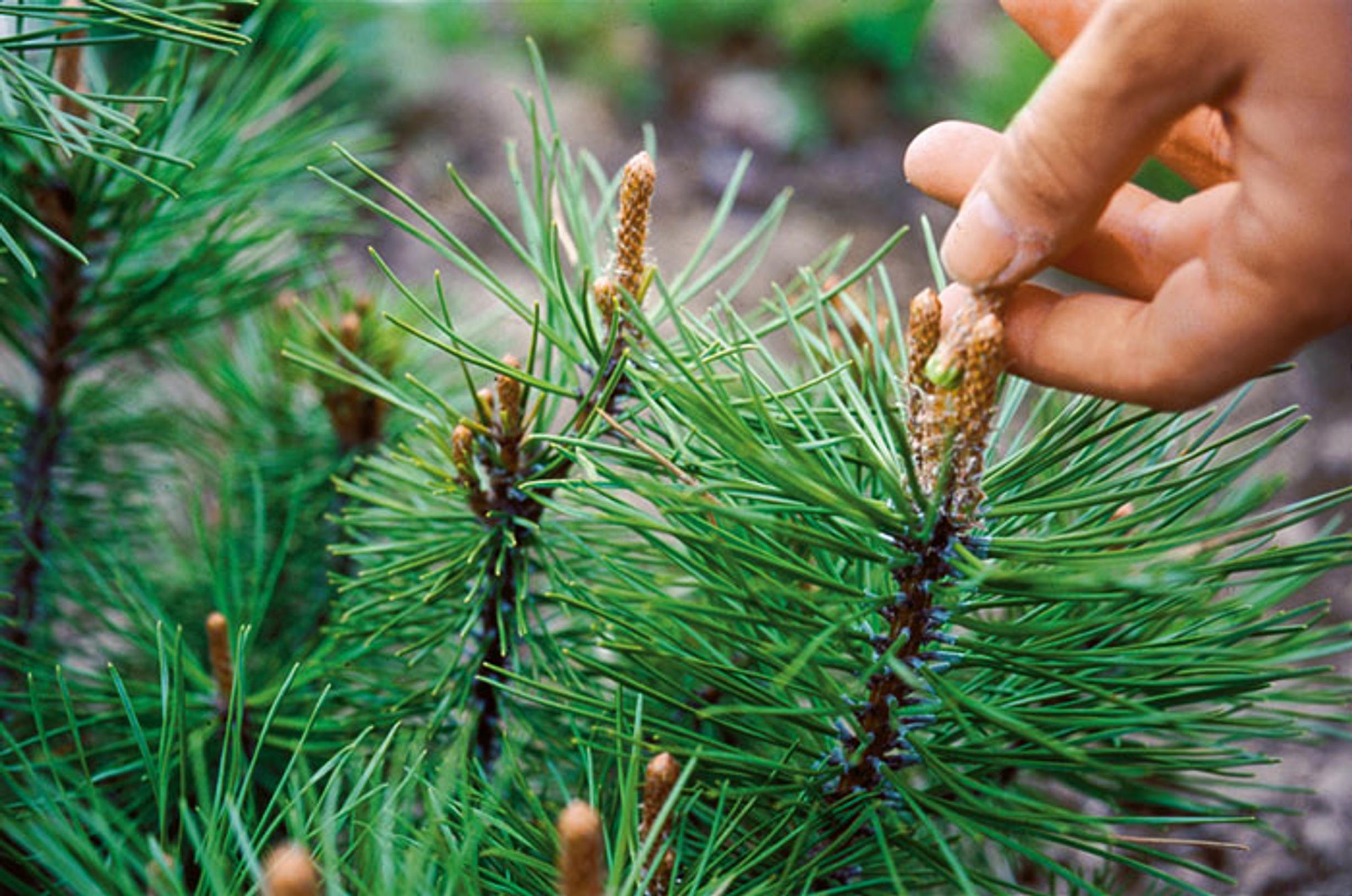 Pine needles