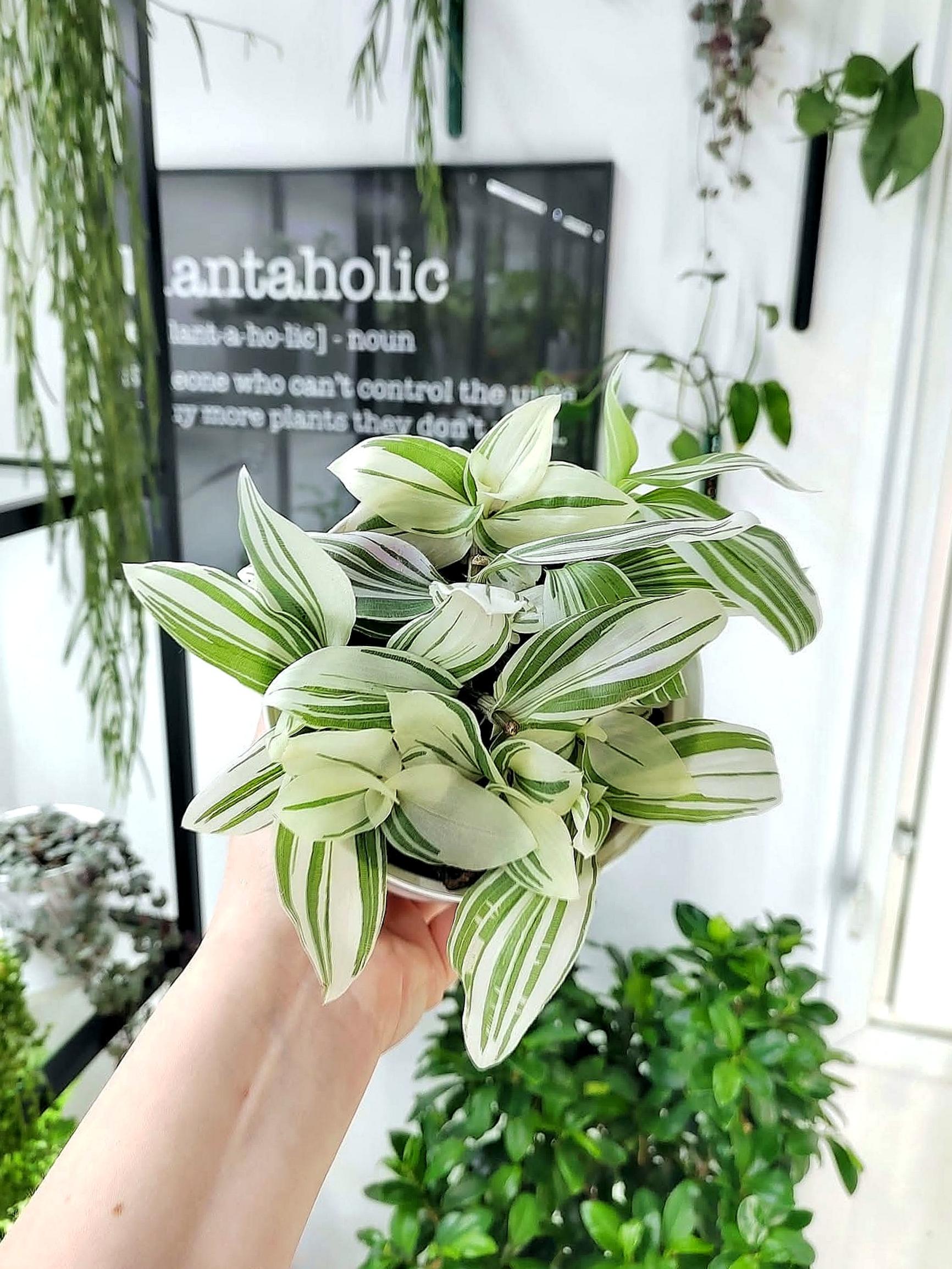 Tradescantia ‘Angel Wings’ needs plenty of light.