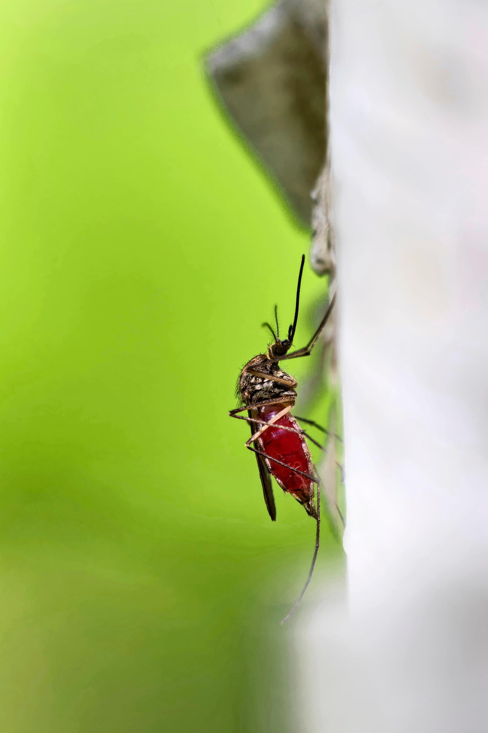 a mosquito filled with blood