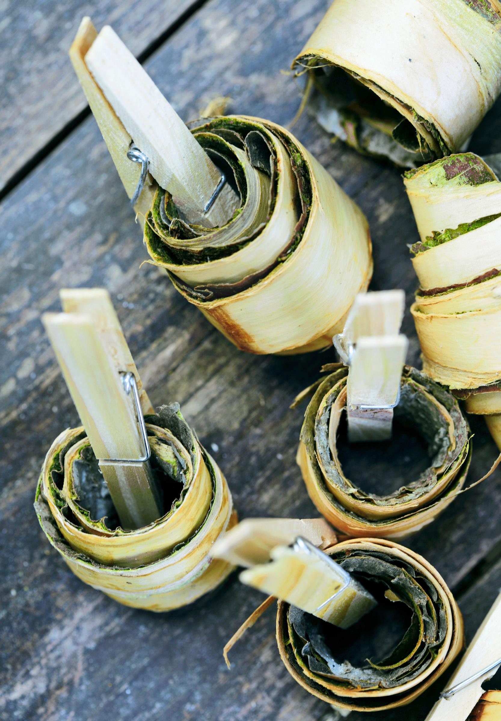 Homemade fire starters: rolling bark strips into rolls