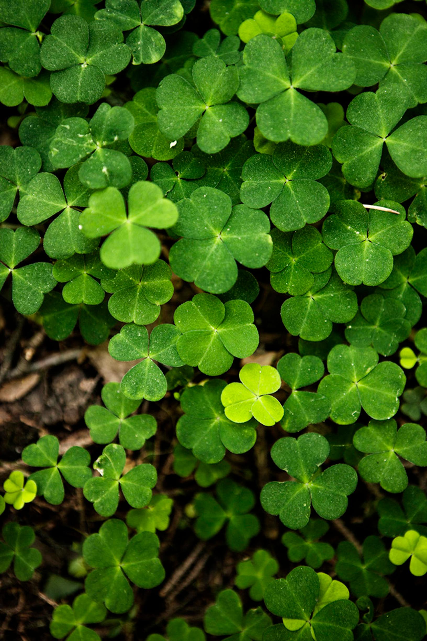 How to become self-sufficient: Wood sorrel