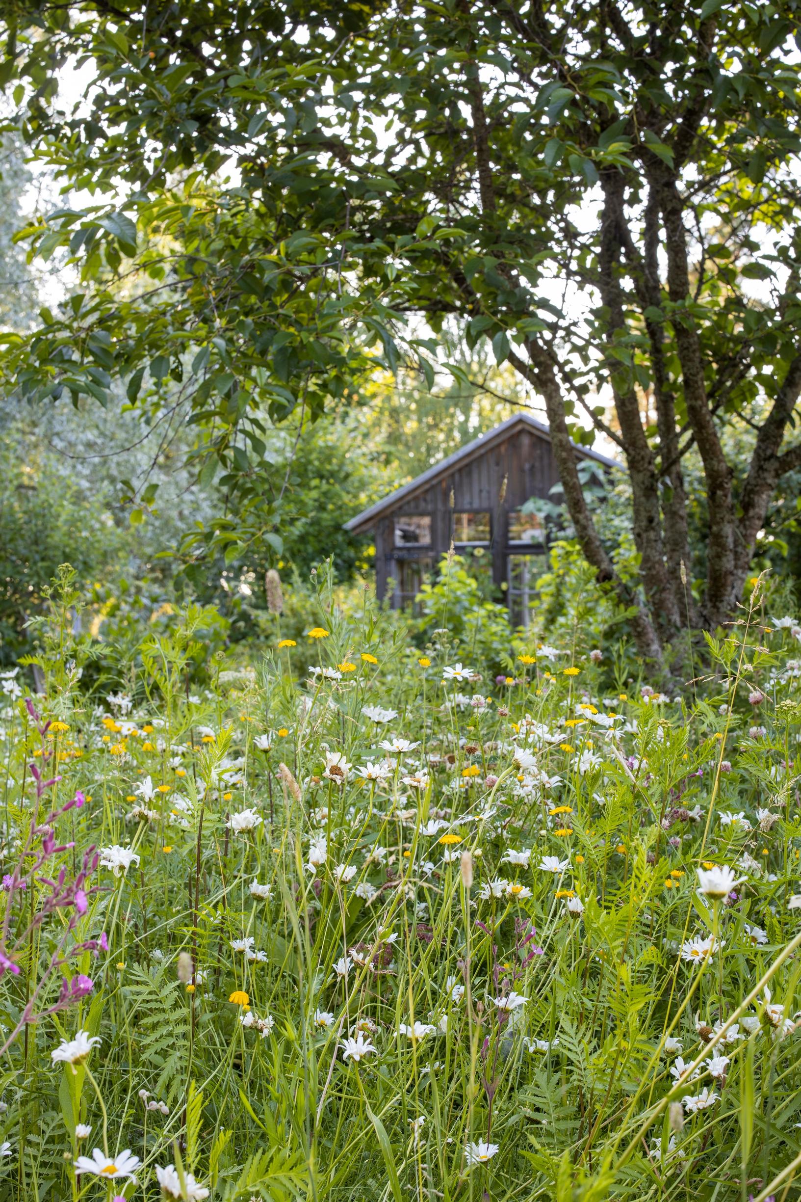 No-dig meadow