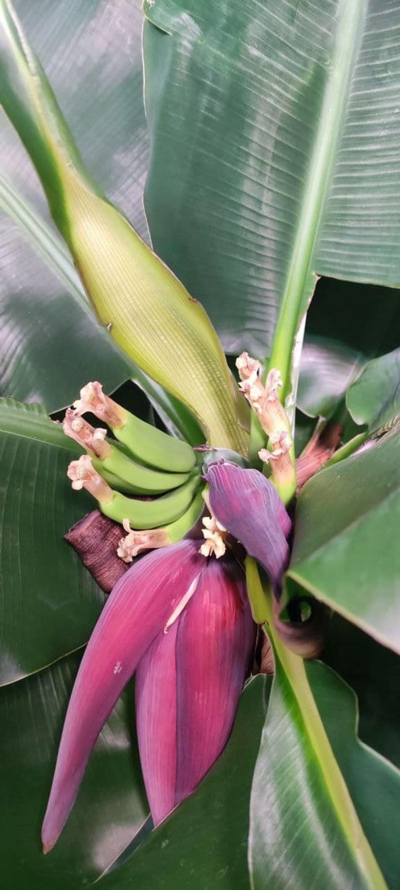 Flowering banana houseplant