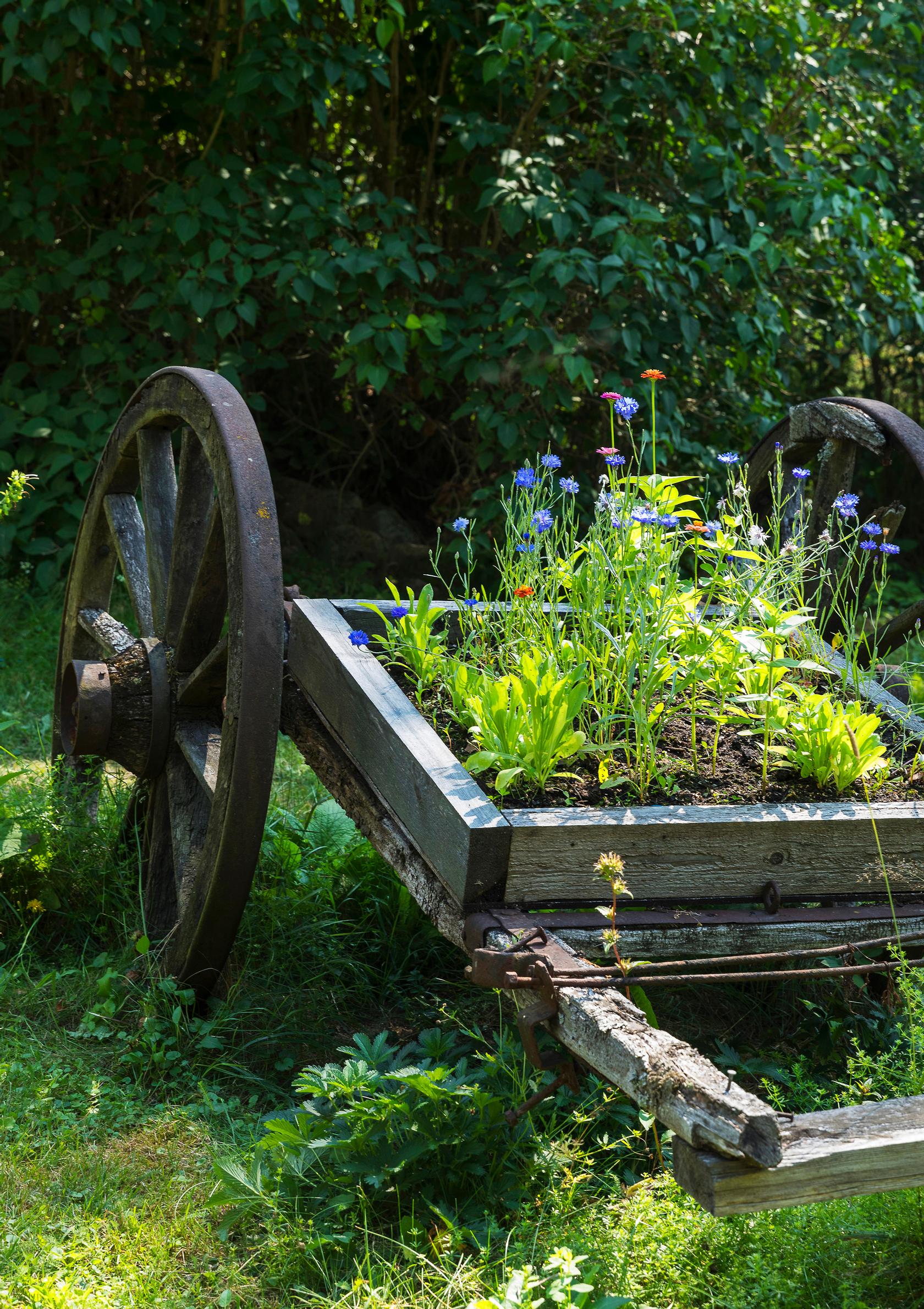 Cornflowers growing in an old cart