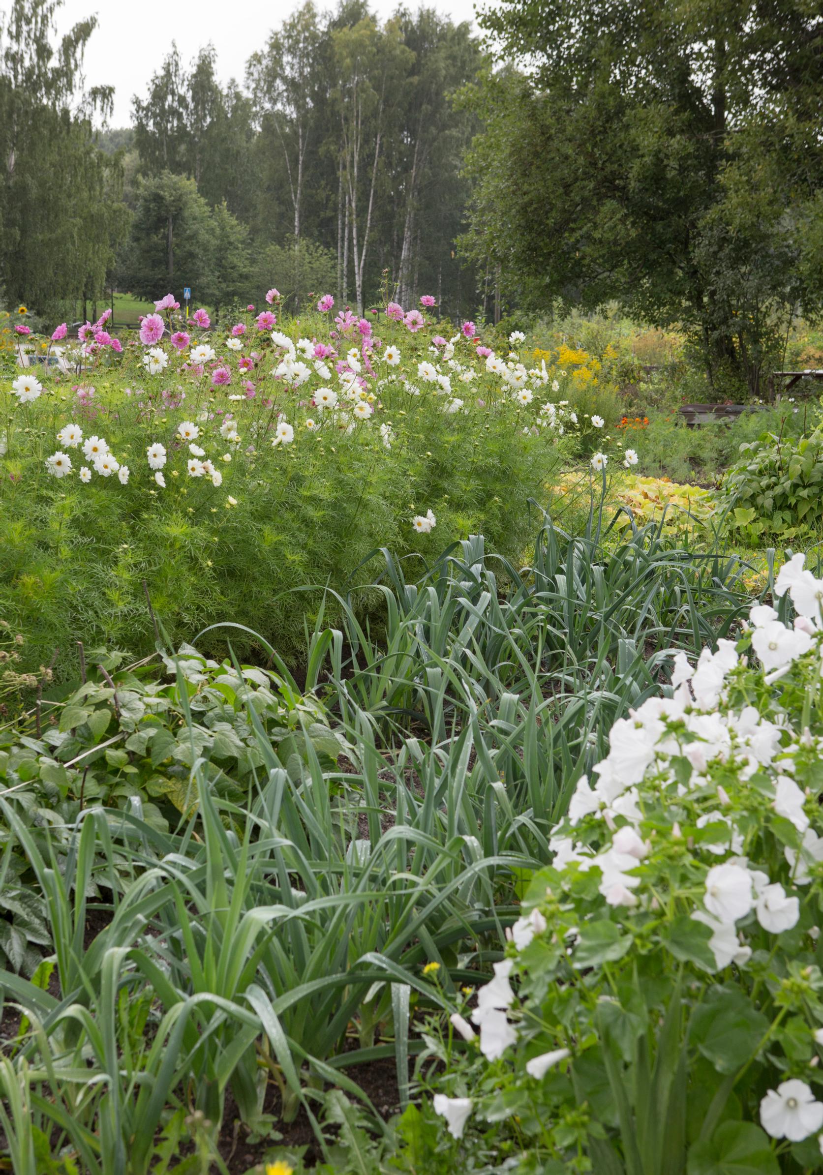 mycorrhiza: leeks benefit significantly from the fungal root