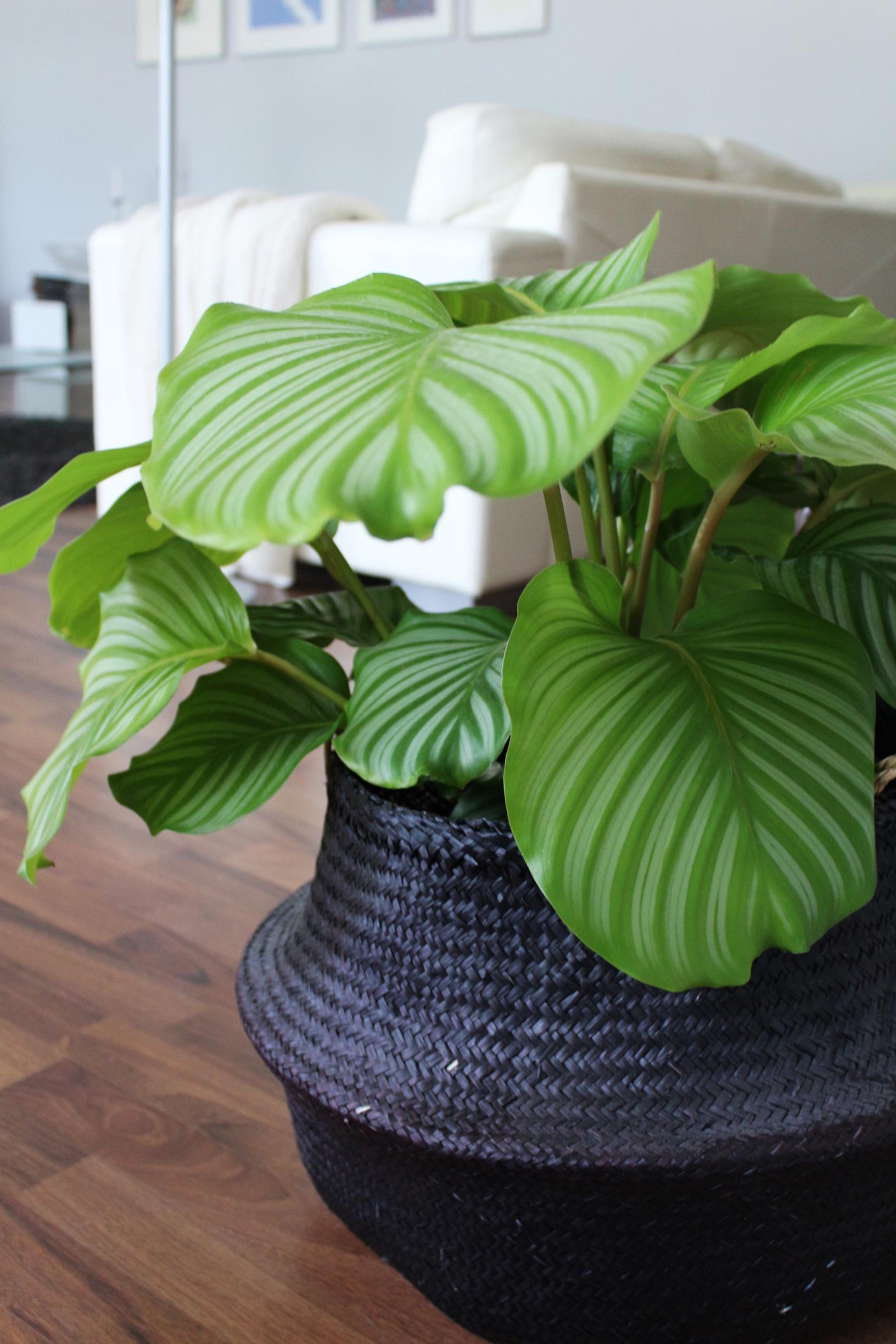growing calathea