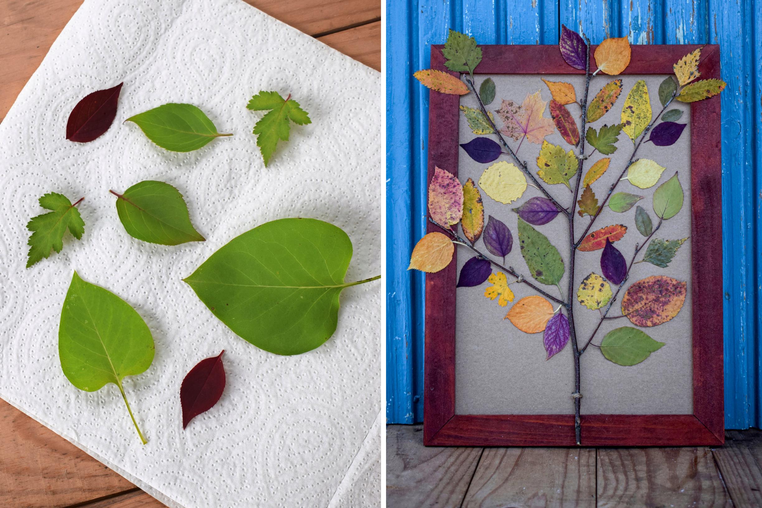 Make a colorful autumn leaf picture—gather your prettiest leaves and quick-dry them in the microwave