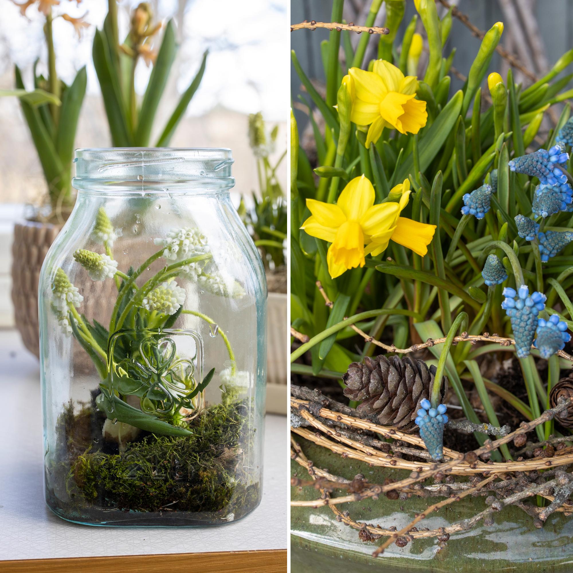 Create charming arrangements with store-bought ‘Tête-à-tête’ daffodils and grape hyacinths—3 easy ideas!