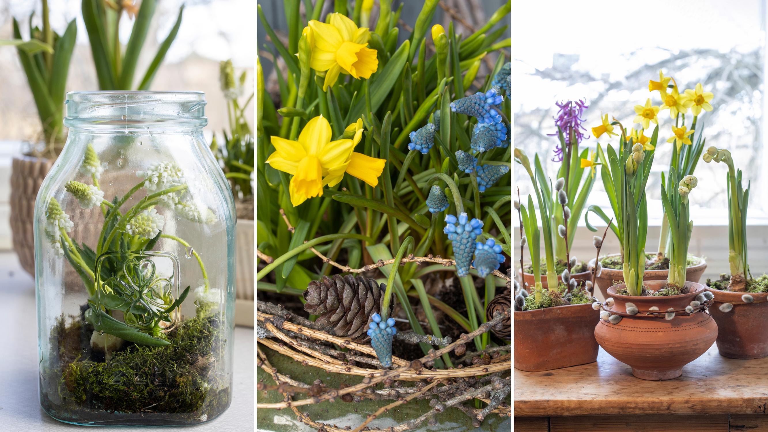 Create charming arrangements with store-bought ‘Tête-à-tête’ daffodils and grape hyacinths—3 easy ideas!