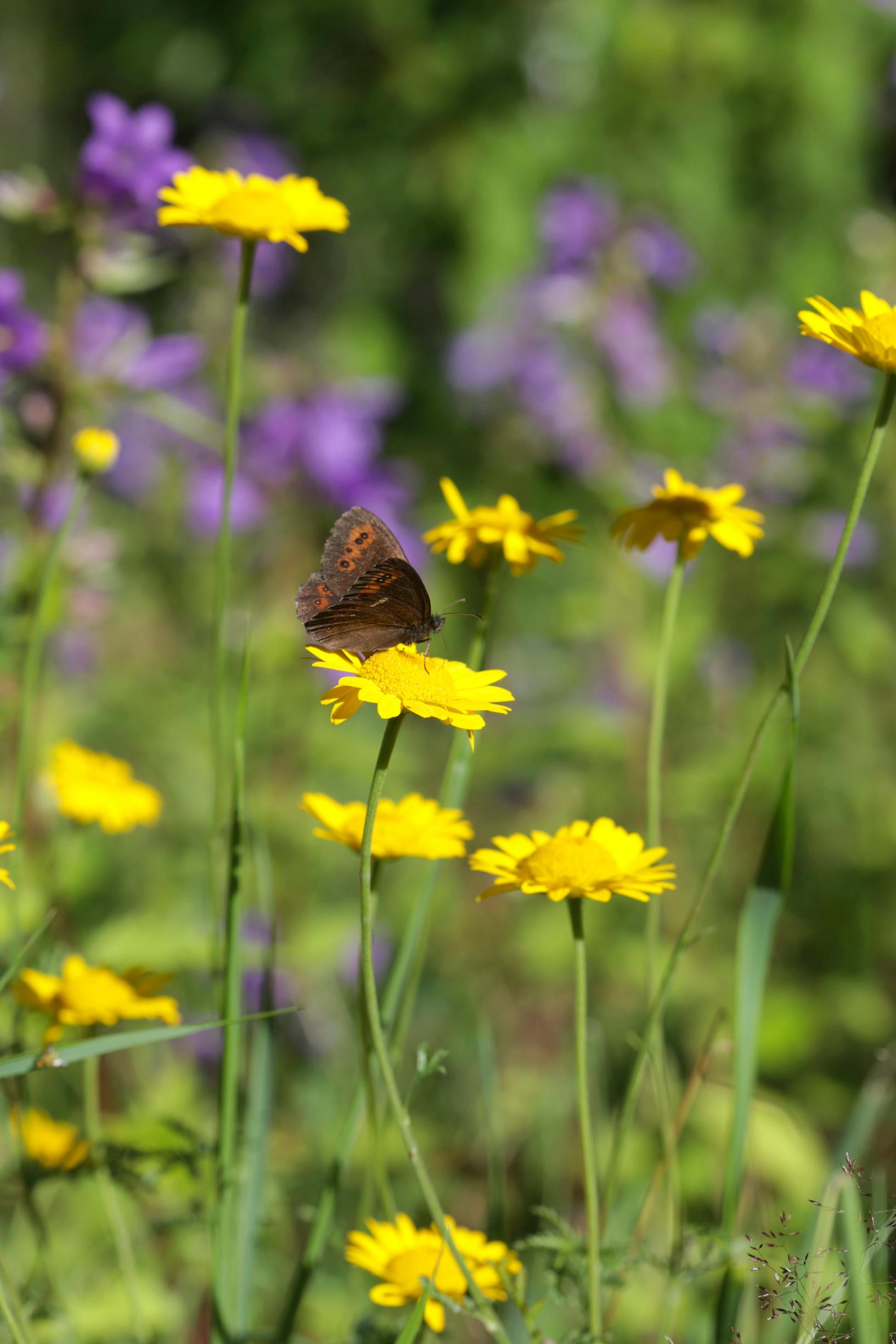 Golden marguerite blooms from June through September.