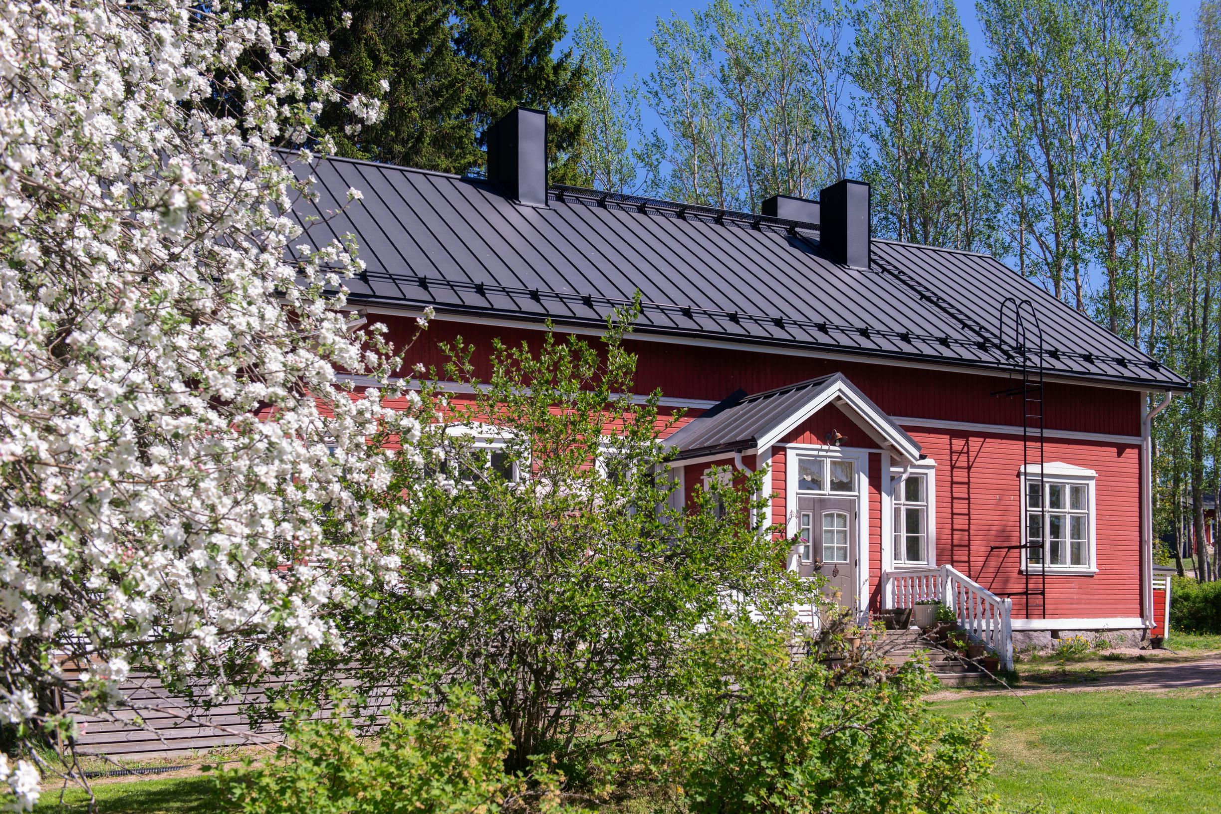 Blooming apple trees in front of Mansikkamäki’s village school
