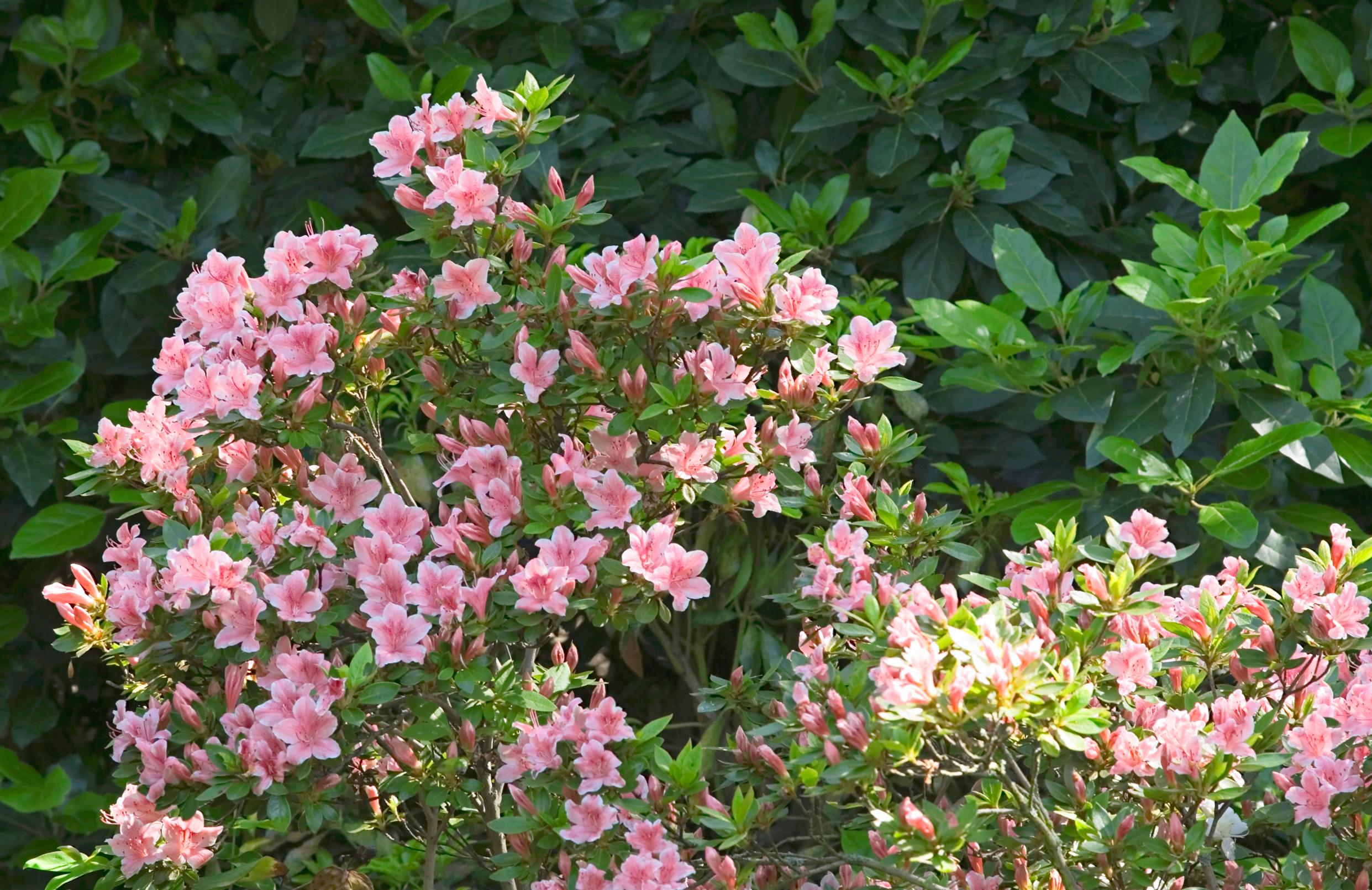 park azalea.