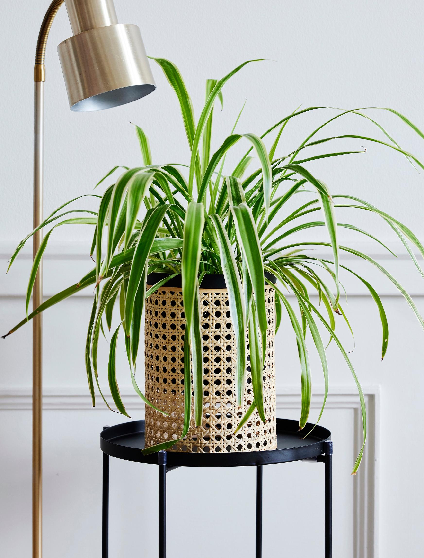 A flower pot decorated with rattan mesh