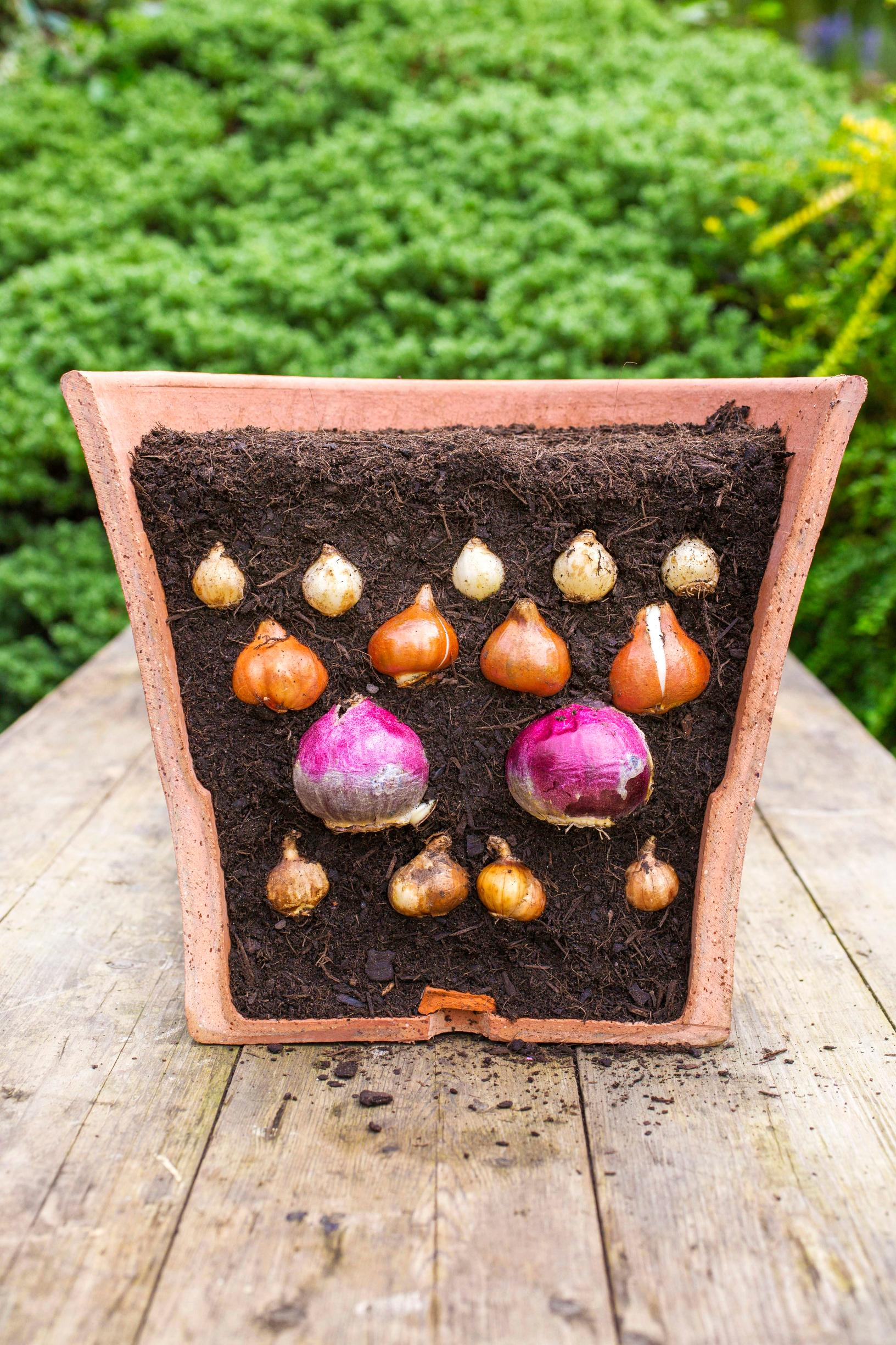 Bulb lasagna planting in a pot