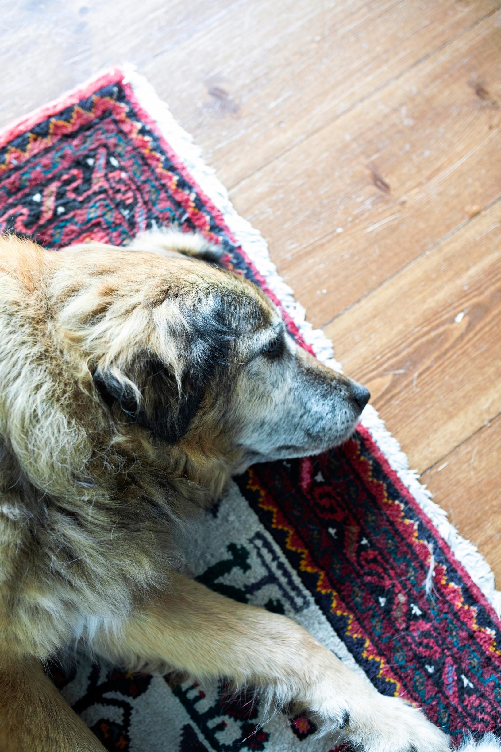 A dog lying on a rug