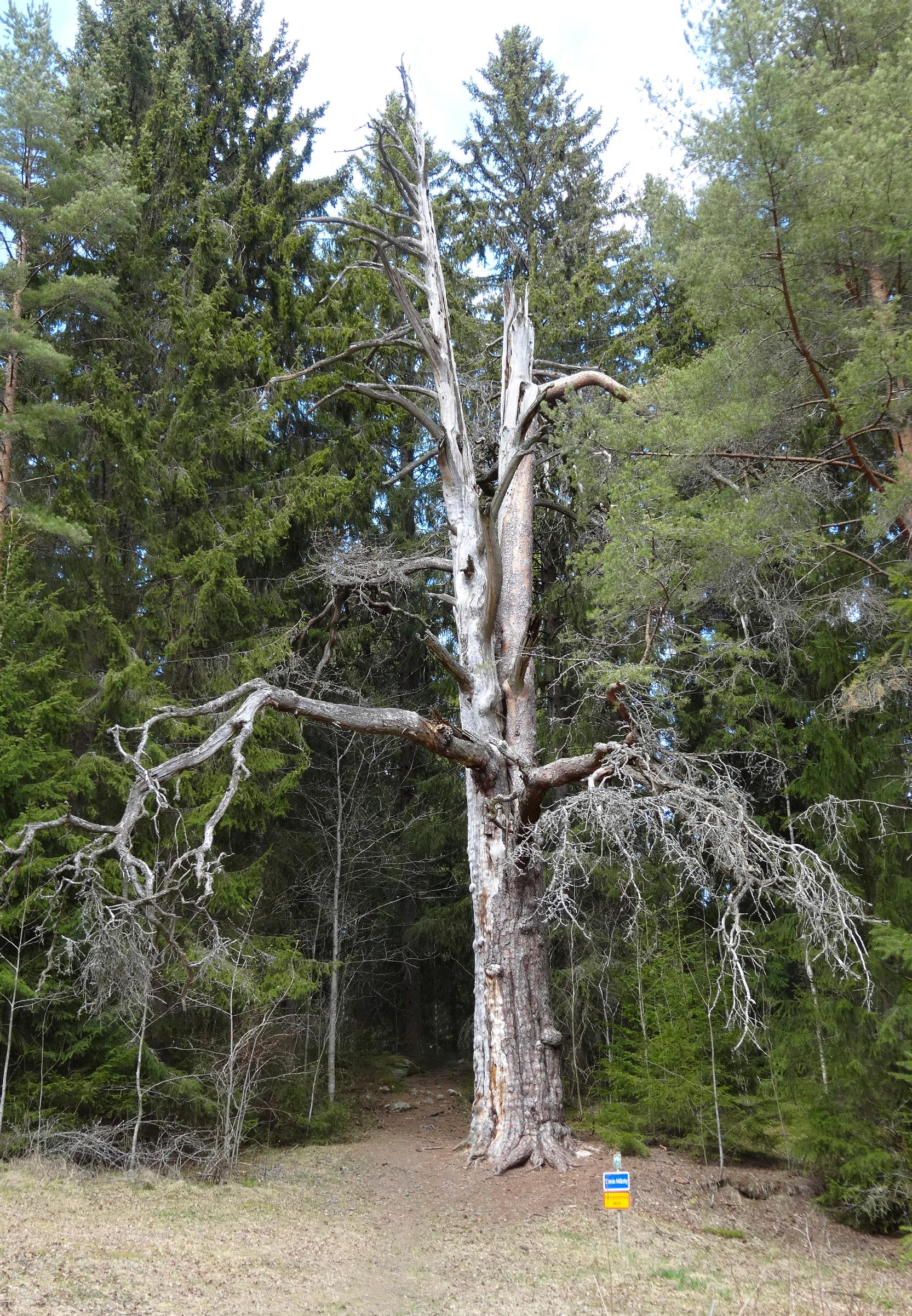 The Timi pine in Hämeenkyrö