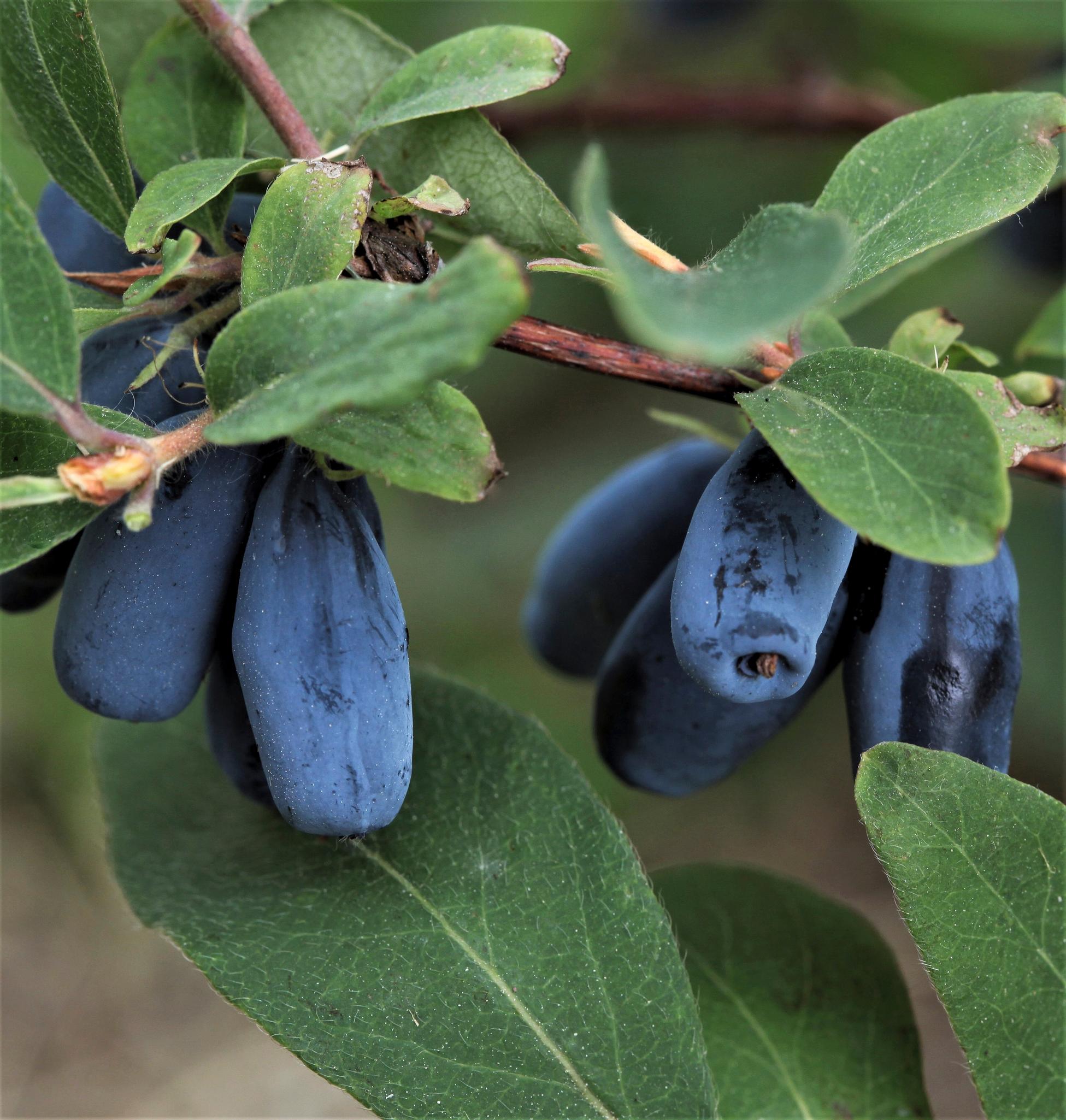 Honeyberry—also called sweetberry honeysuckle—’Indigo Gem’.