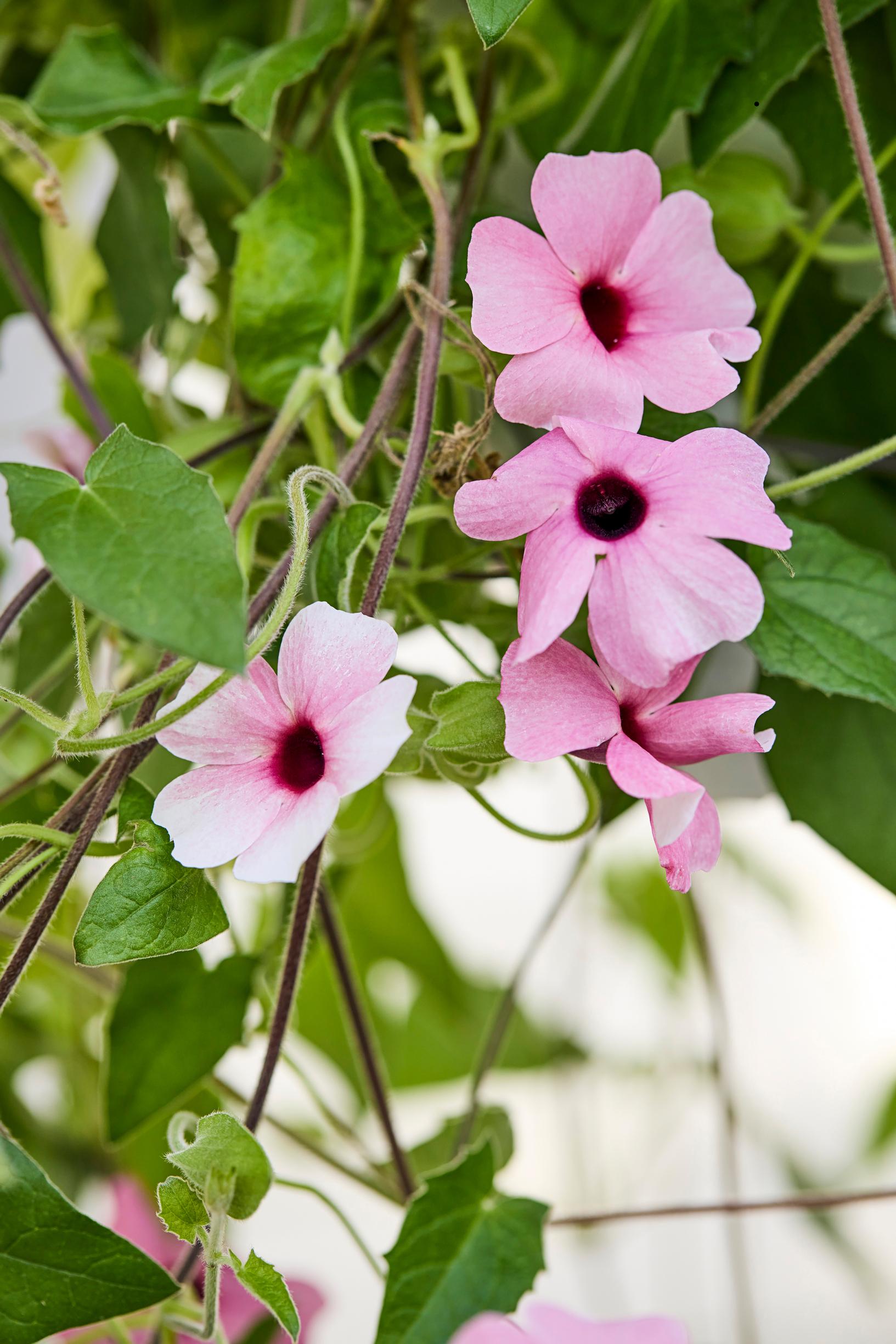summer-flower hanging baskets: black-eyed Susans