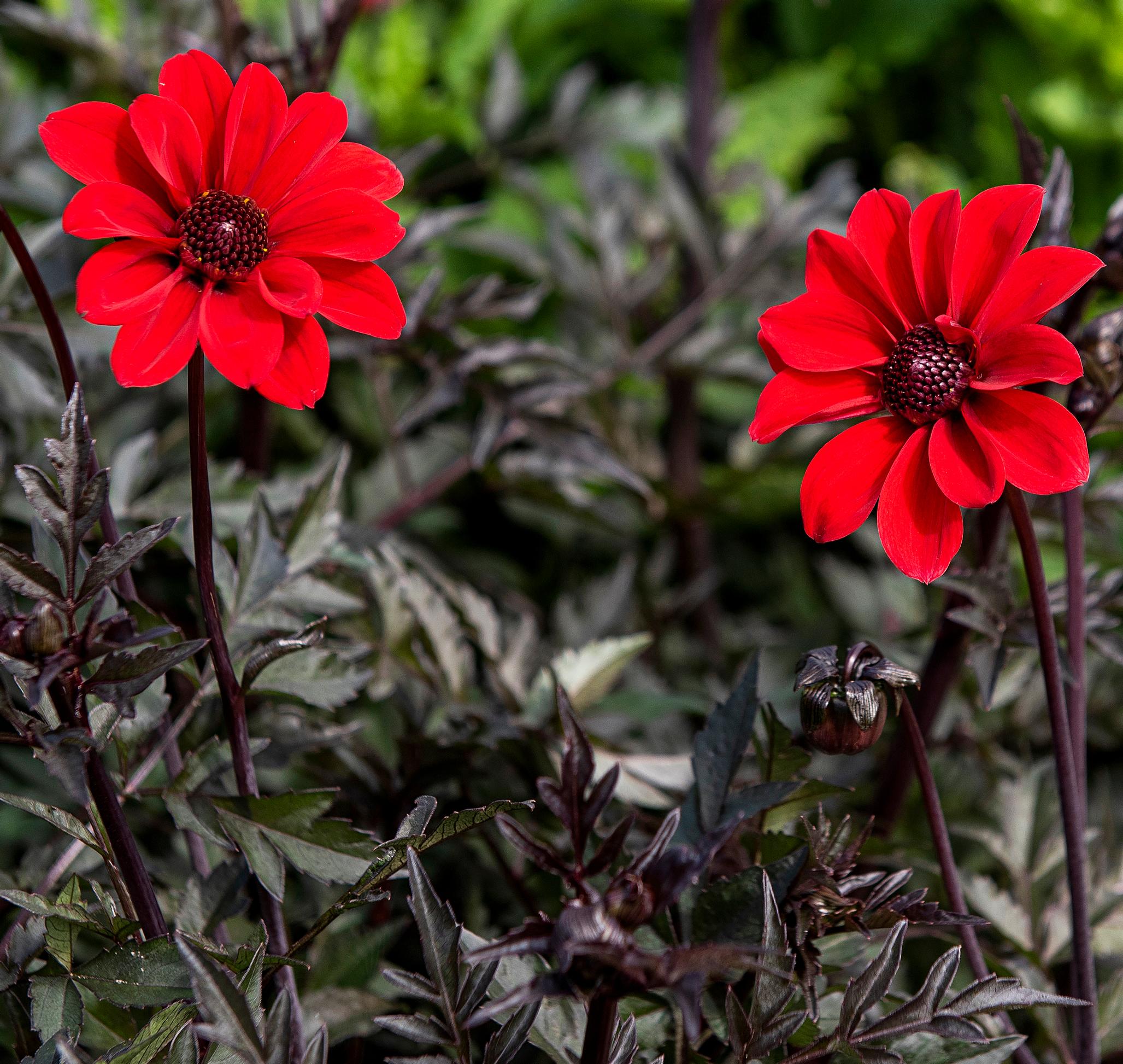Peony-flowered dahlia ‘Bishop of Llandaff’