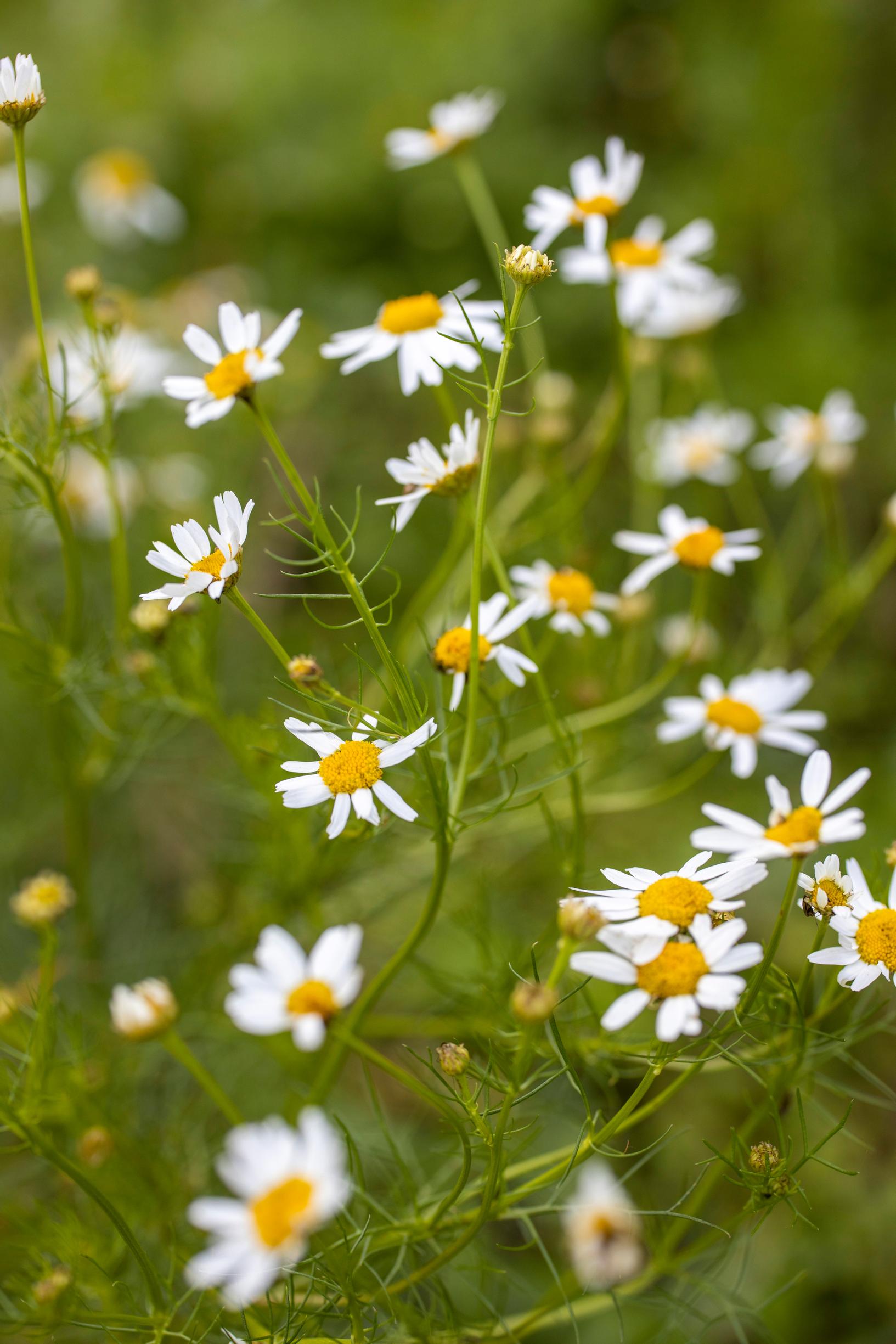 green manure plant: scentless chamomile
