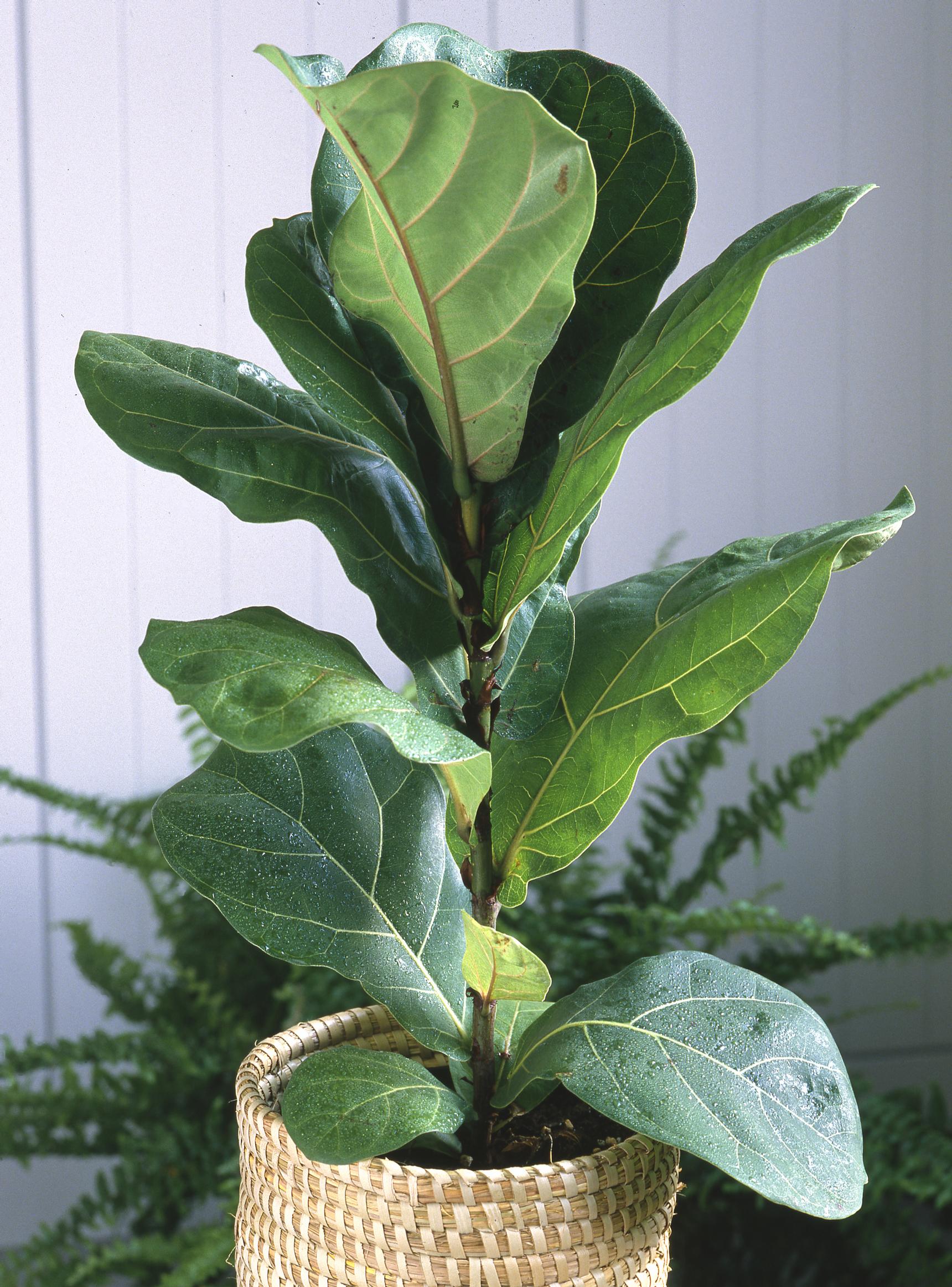 Ficus plant care