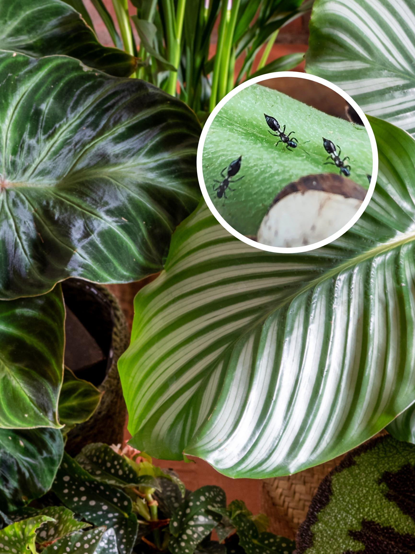 Welcome home, bugs: how beneficial insects keep houseplants thriving