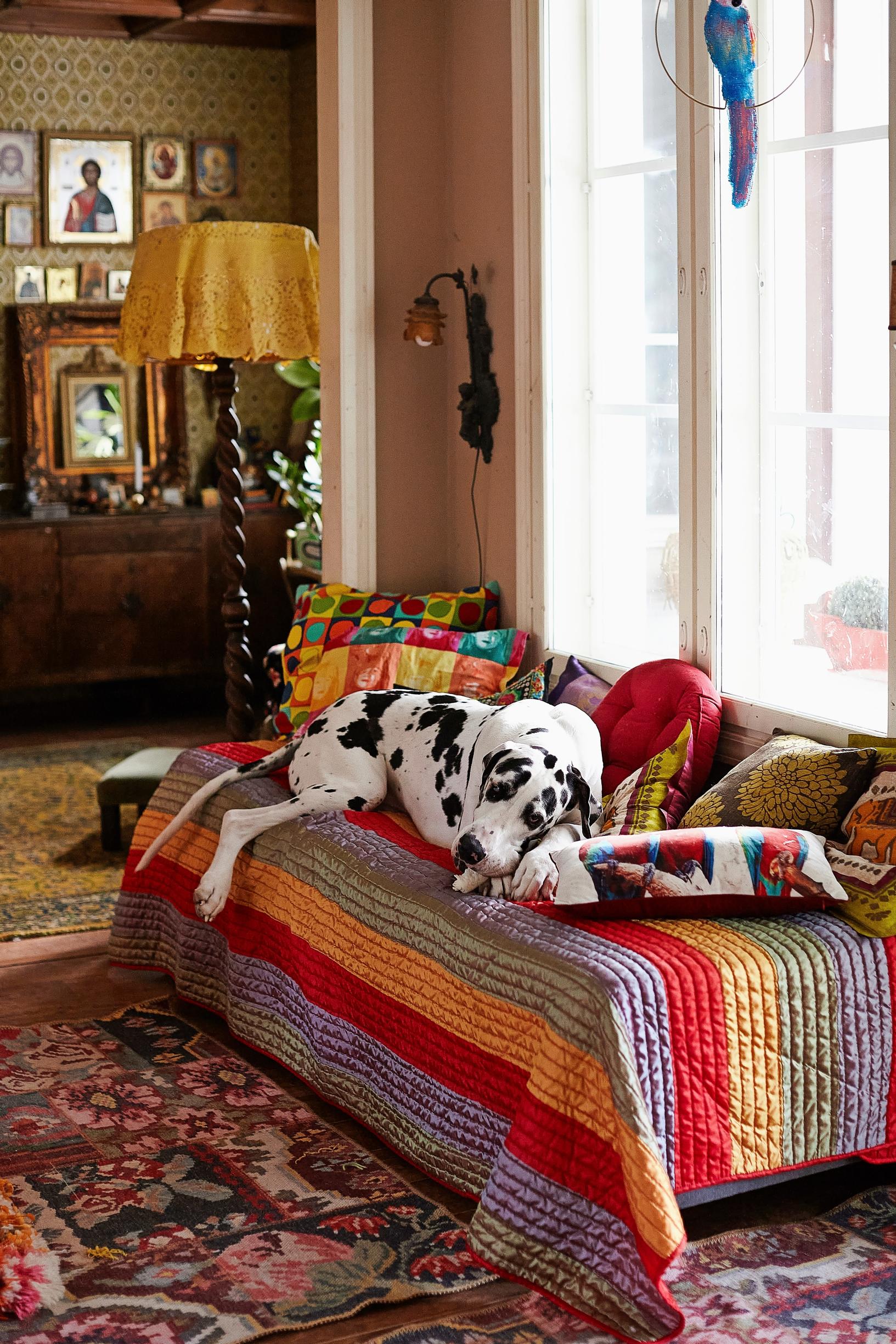 Great Dane sleeping on the couch
