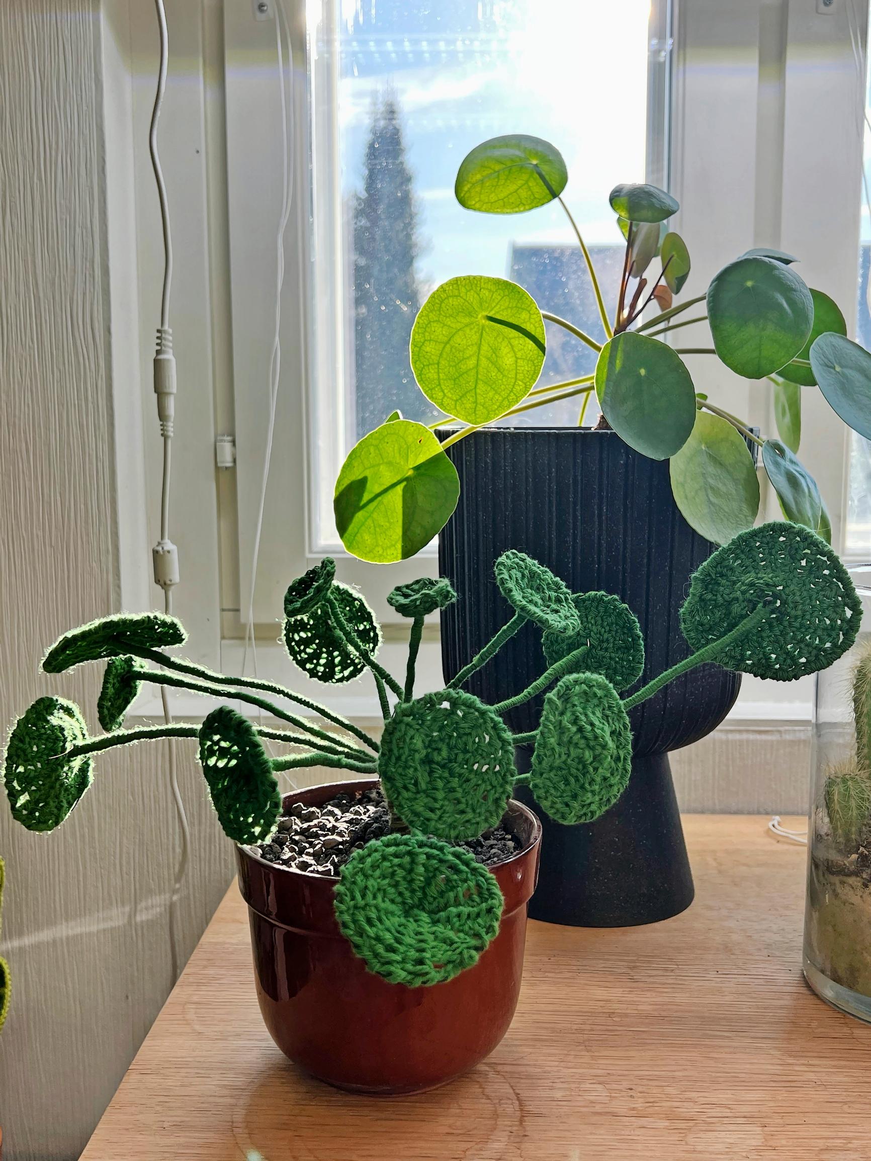 A crocheted and a real Chinese money plant.