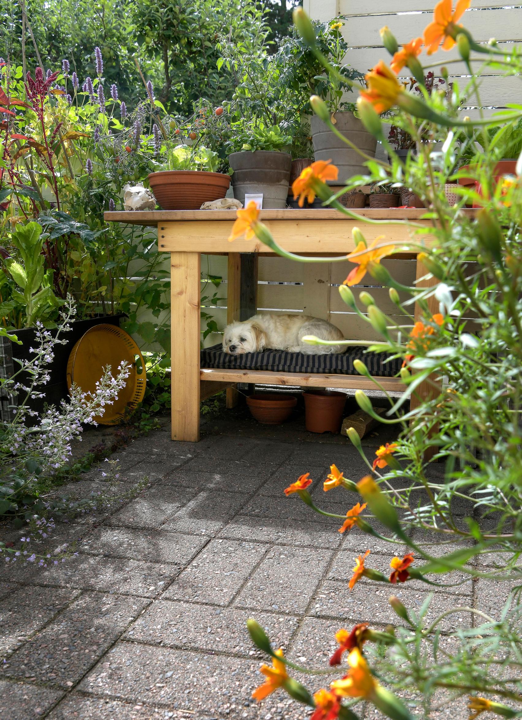 Dog lying on the lower shelf of the potting table.