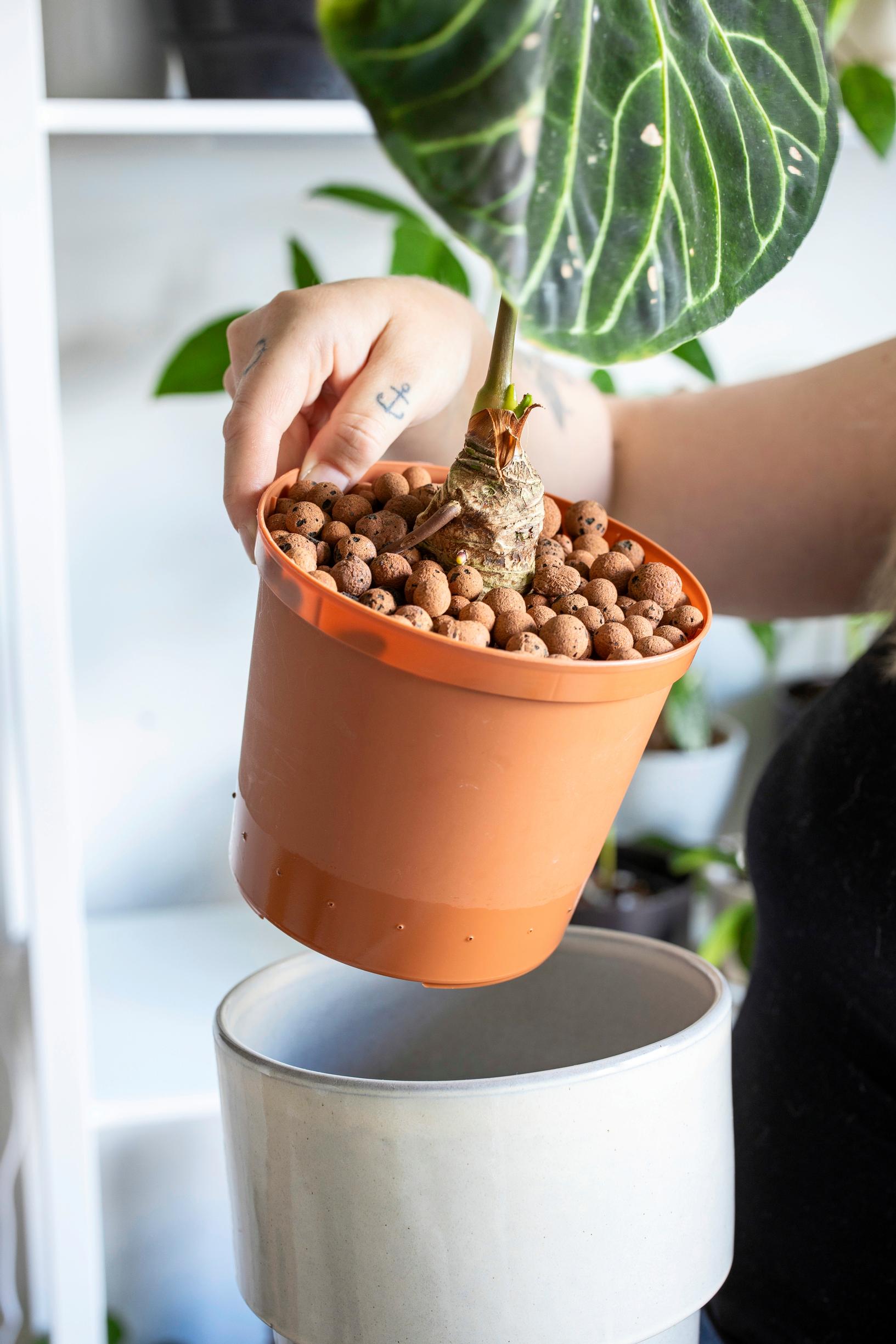 Anthurium regale houseplant grown hydroponically