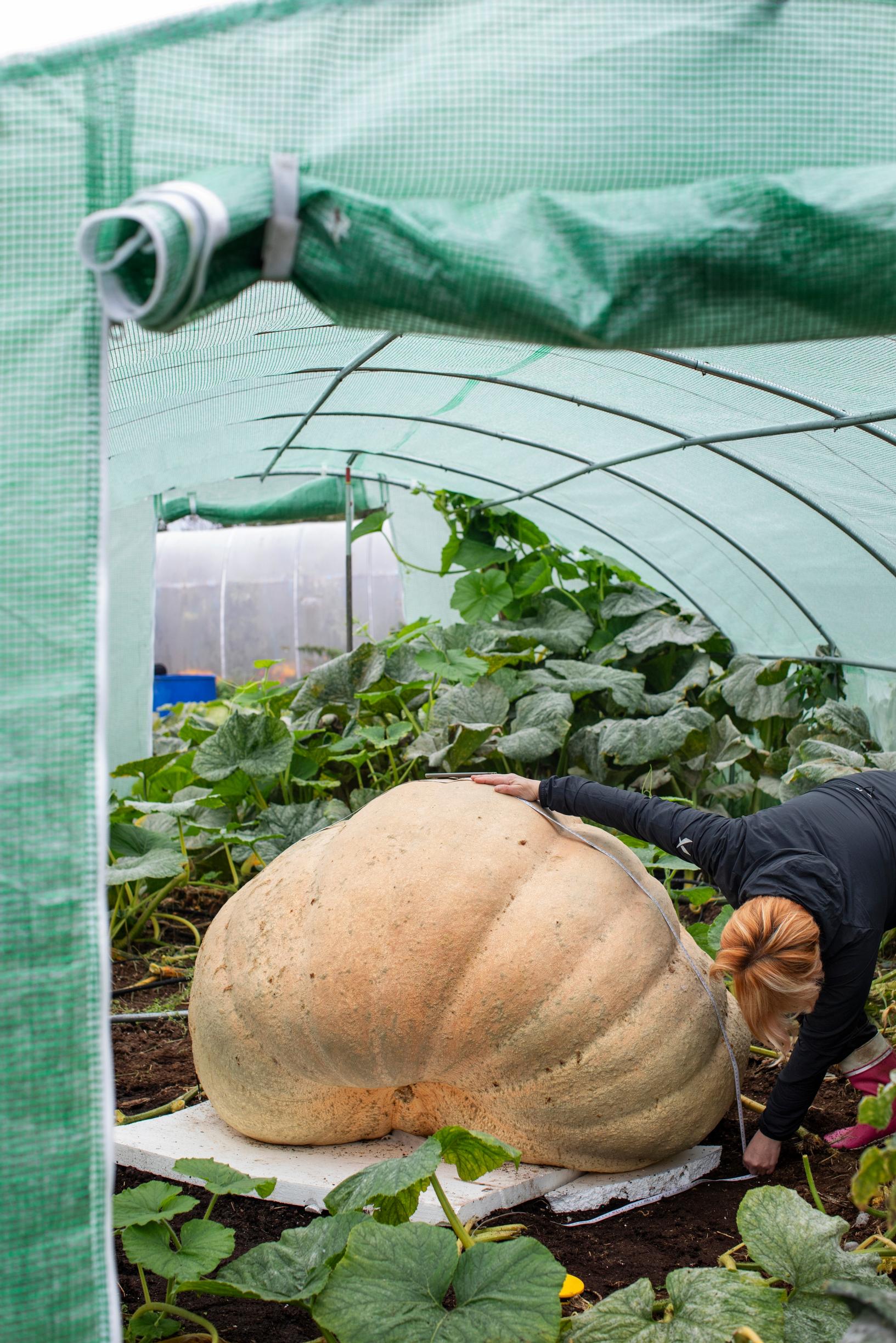 Pumpkin ‘Atlantic Giant’