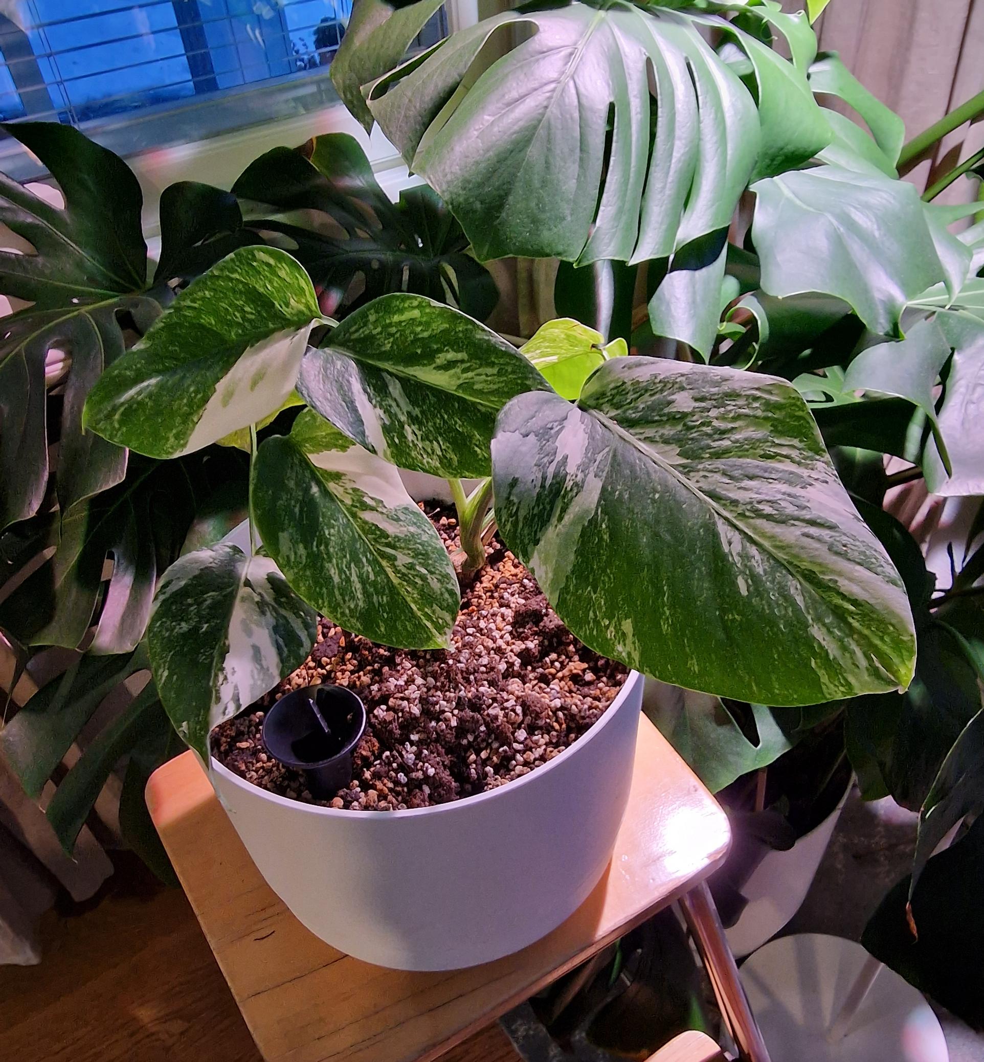 One of Janette Hämäläinen’s houseplants