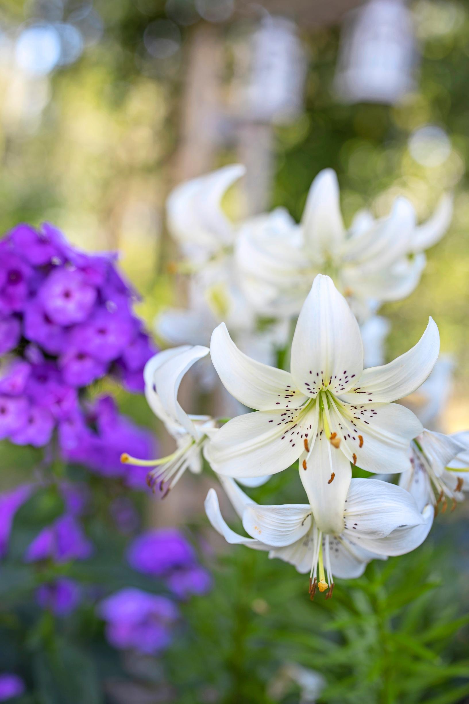 White lily and purple phlox in the garden