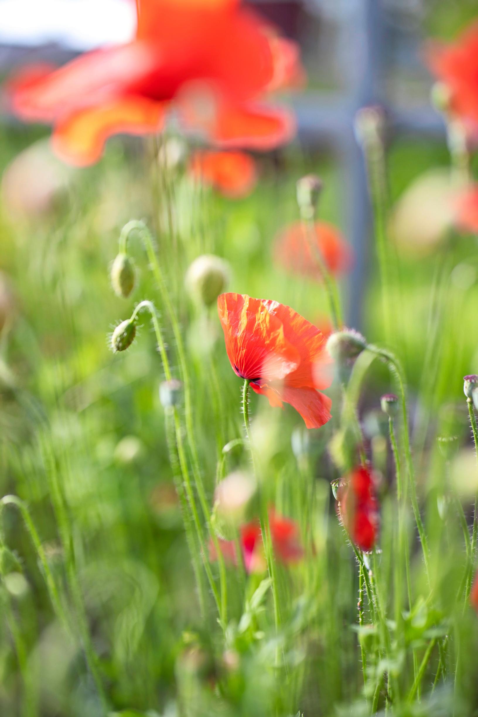 Poppy