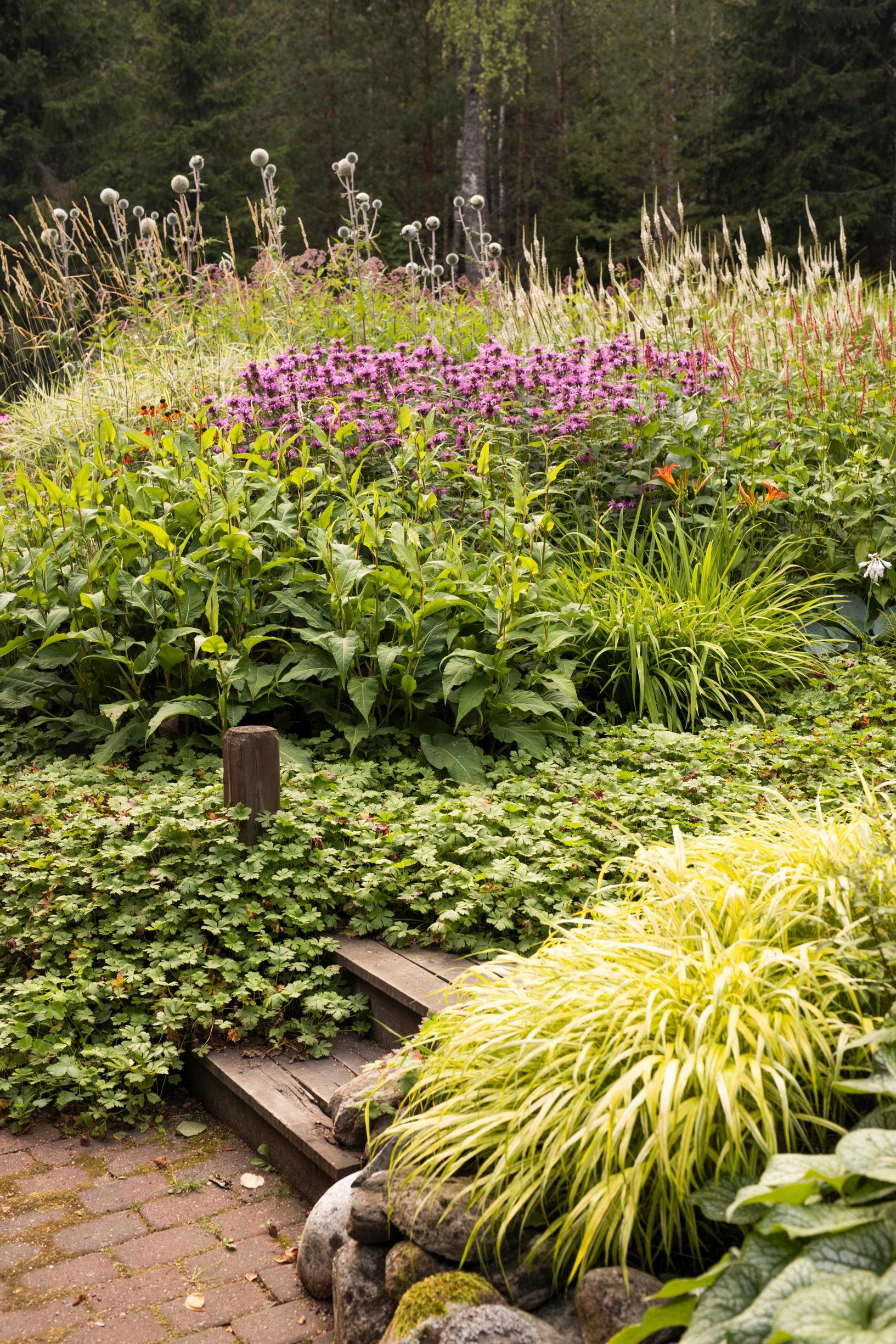 Steps in the garden