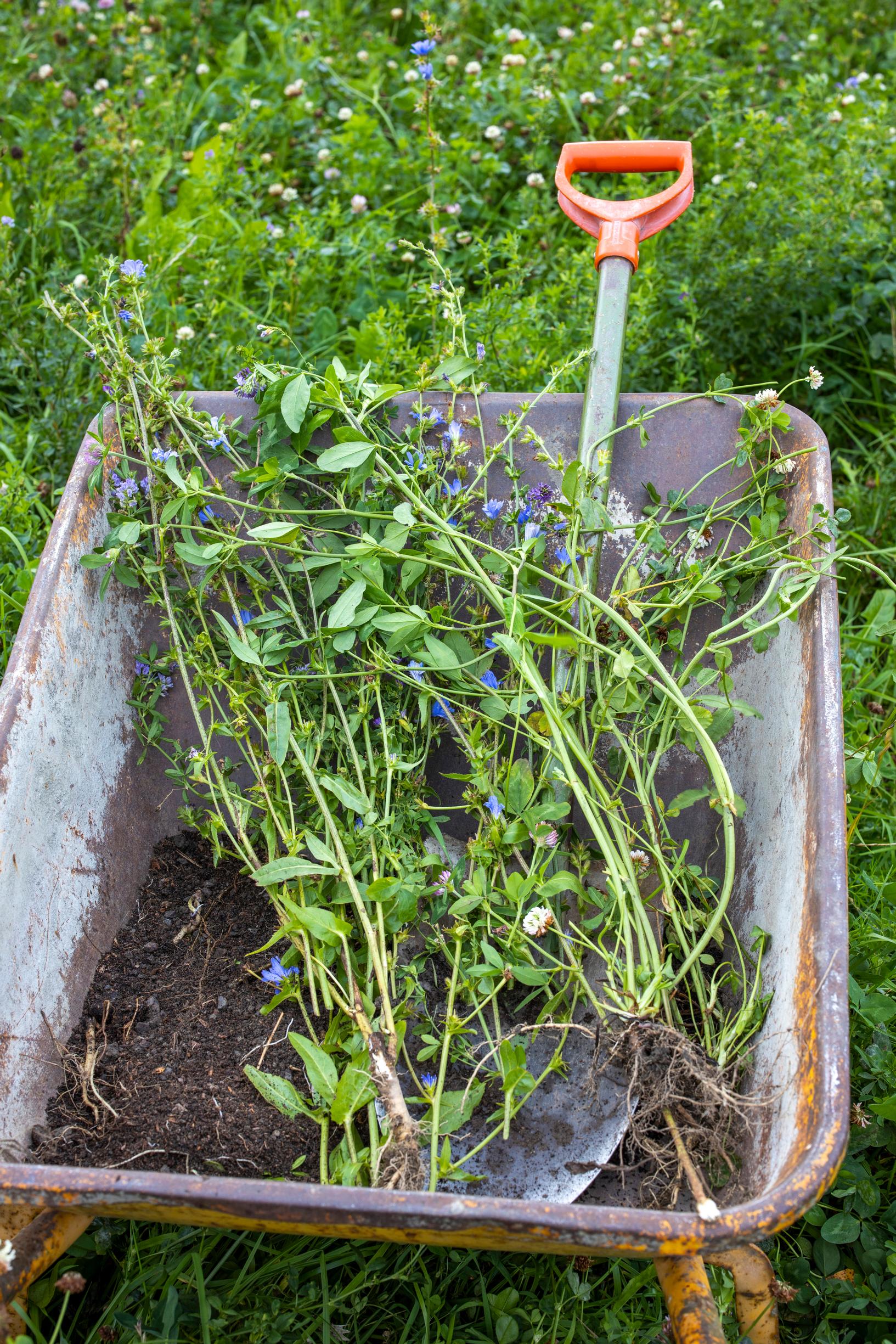 green manure crops in the vegetable garden