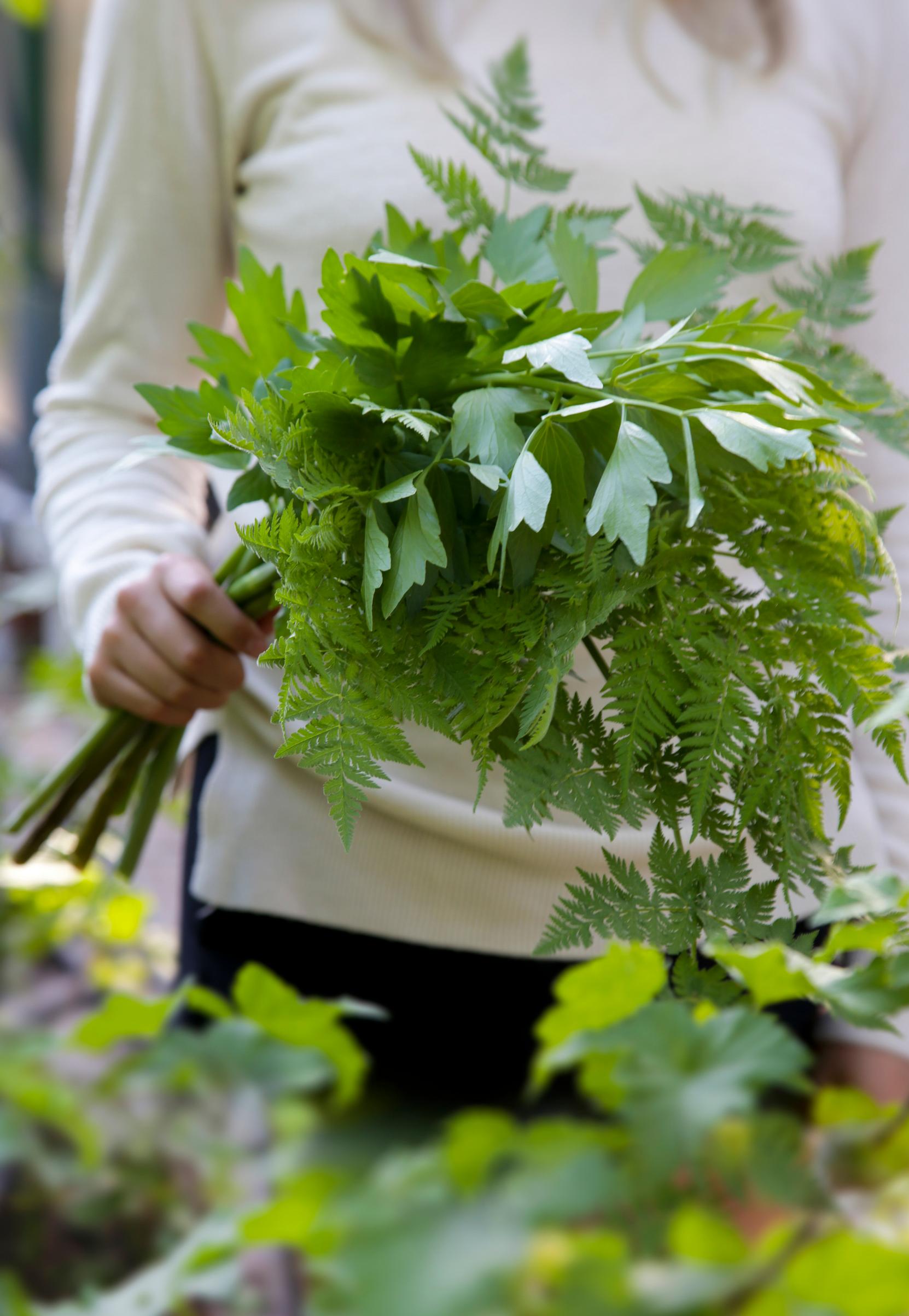 Growing lovage: Lovage and chervil