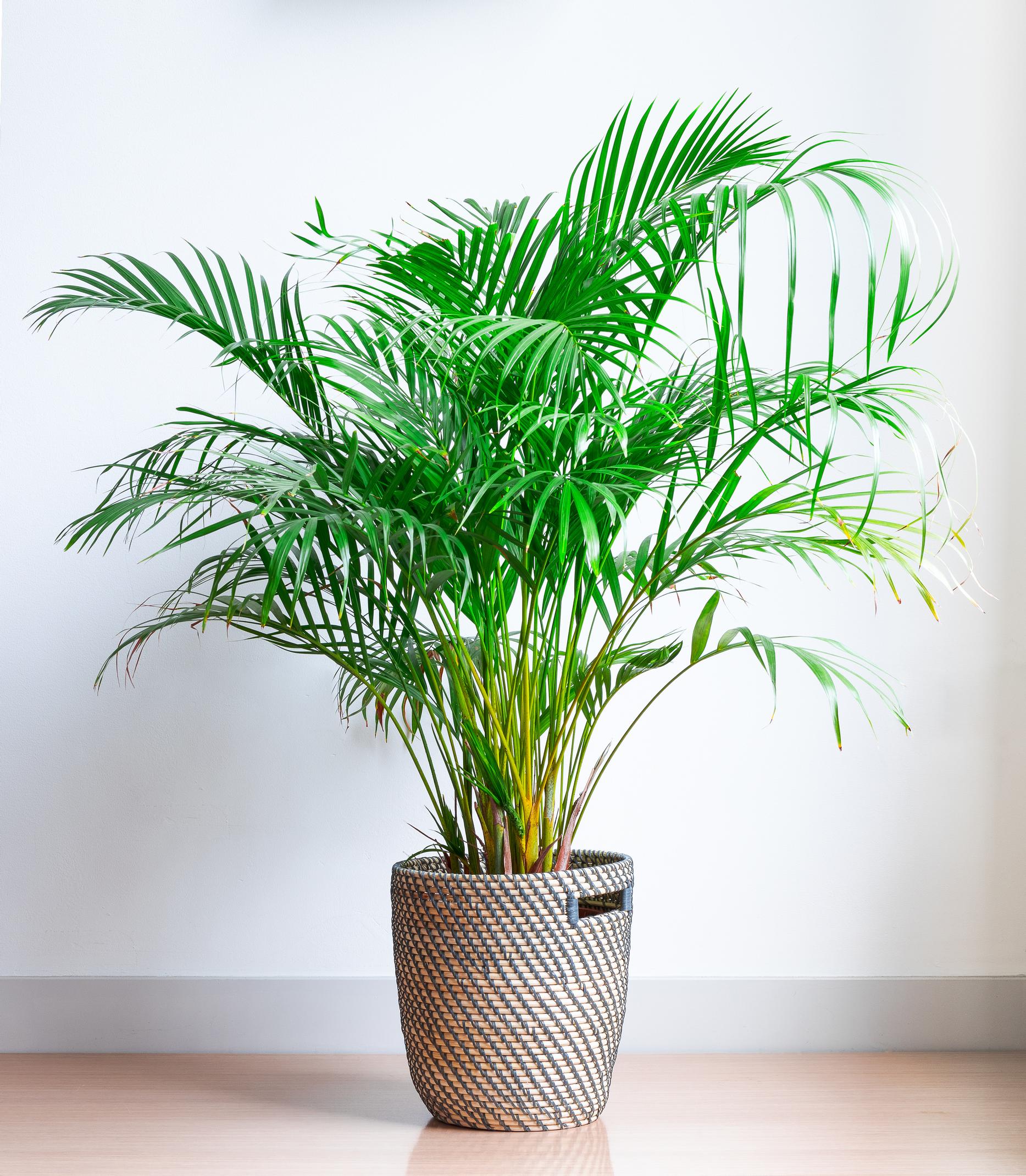 Bamboo palm is a delight for the eyes—see our tips for growing and caring for it