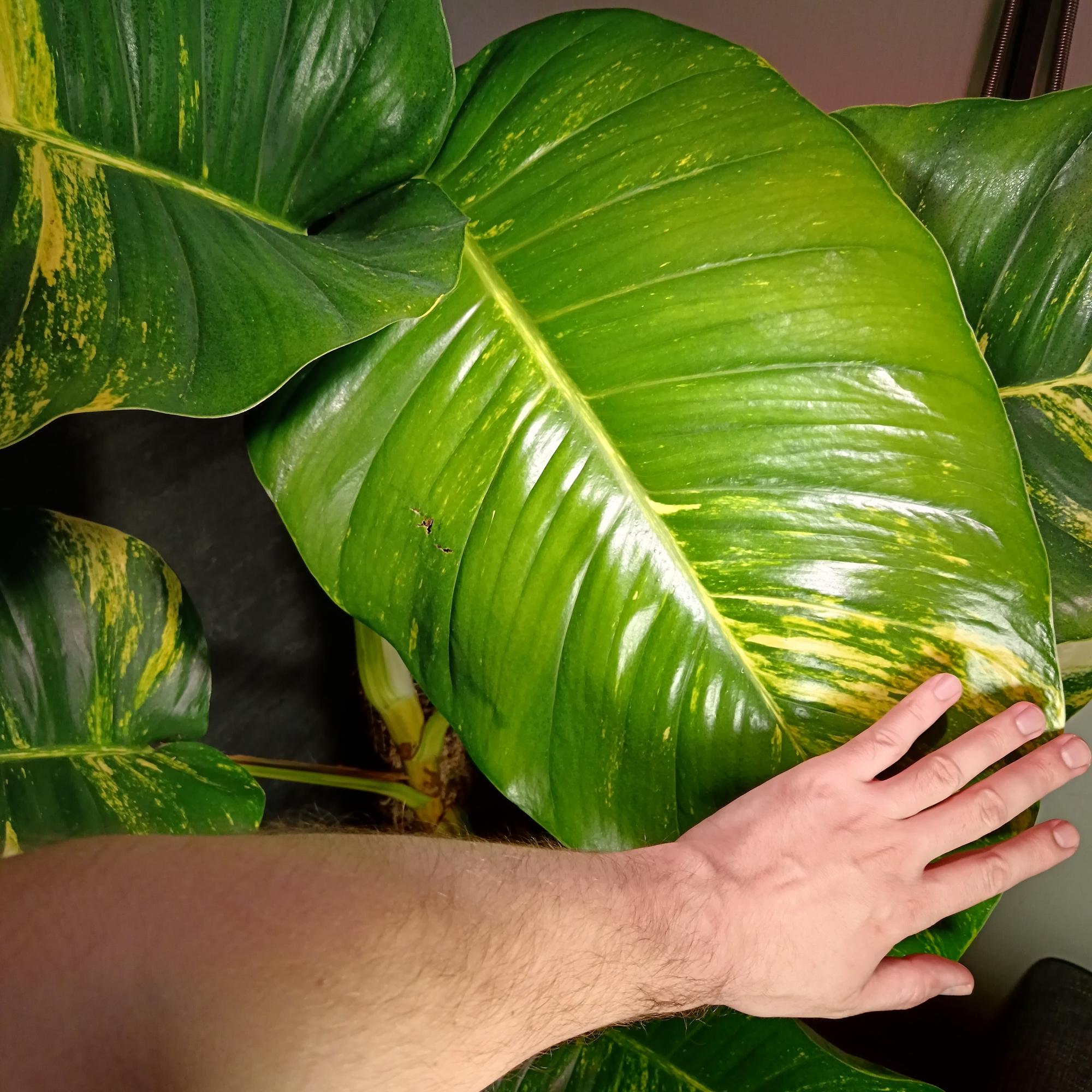 large-leaved golden pothos