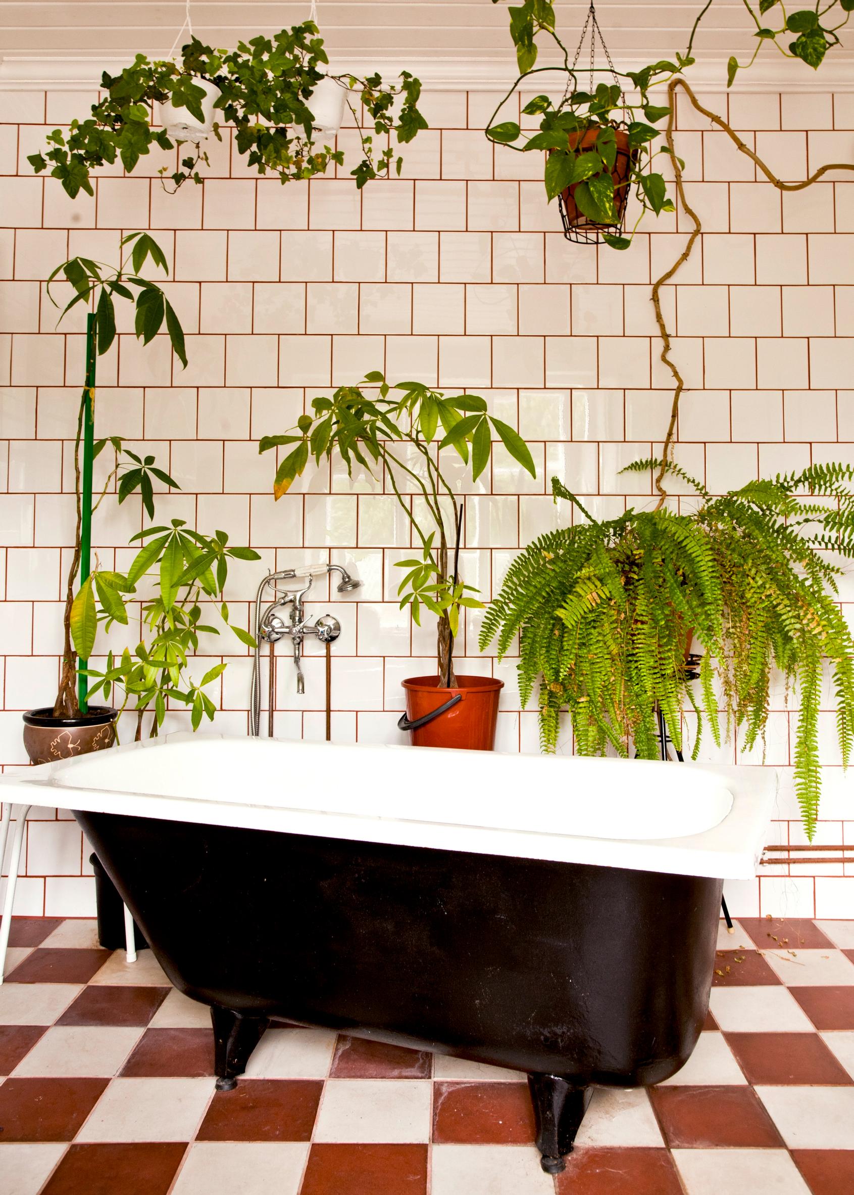 An oasis-like bathroom with houseplants and a bathtub